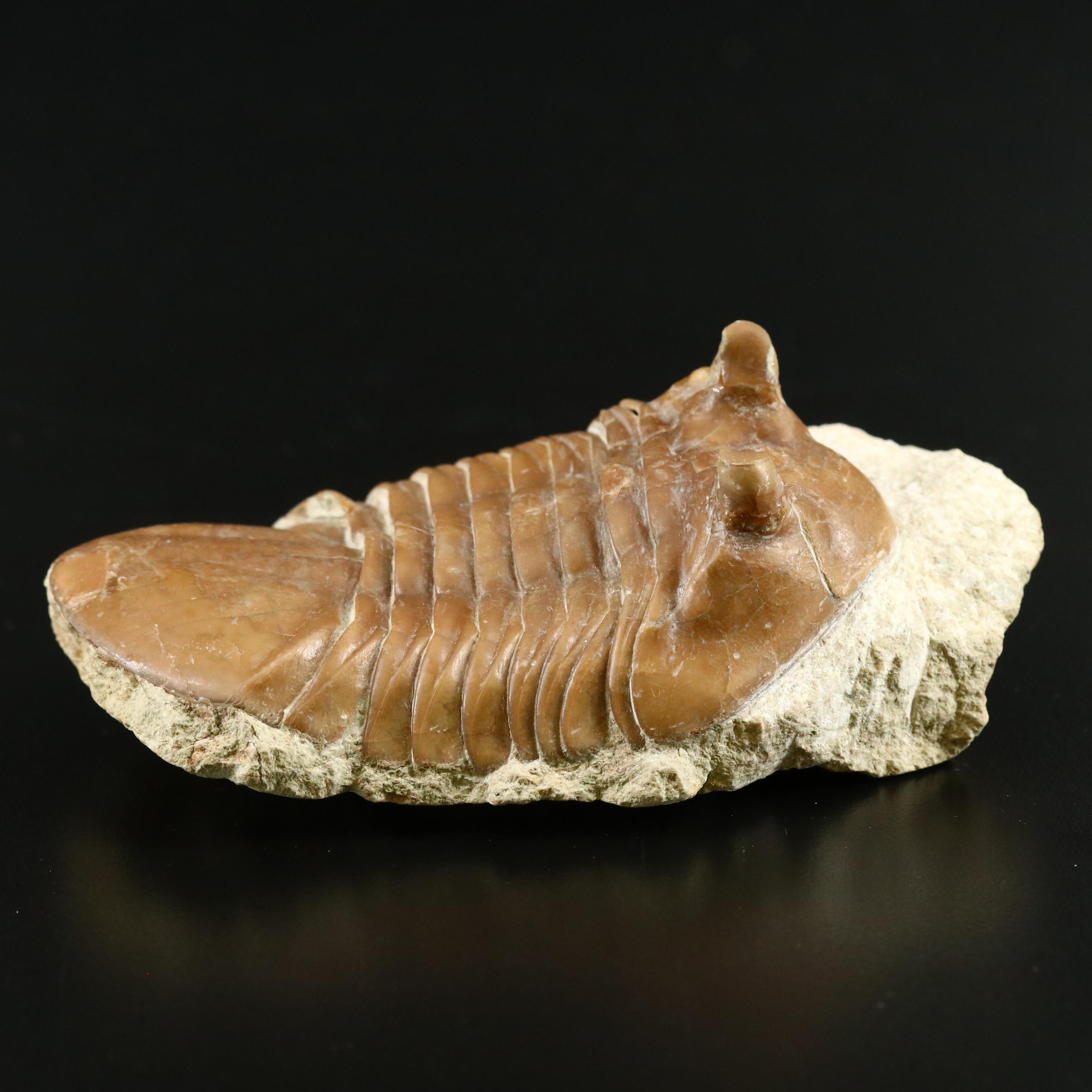 Fossilized Trilobite, Neoasaphus Cornutus, Mid Ordovician Age