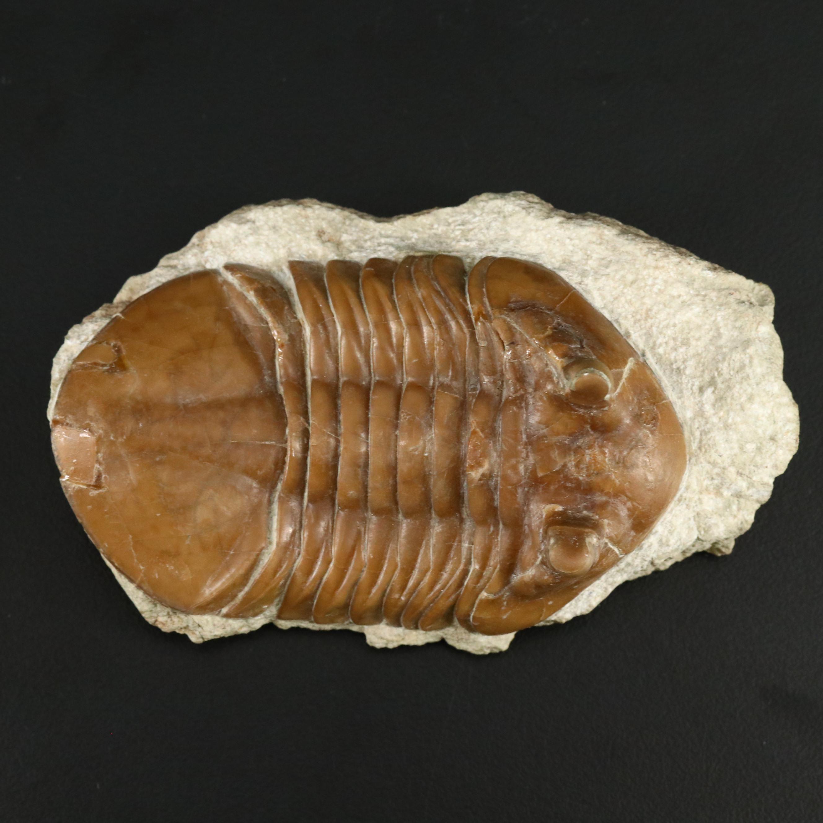 Fossilized Trilobite, Neoasaphus Cornutus, Mid Ordovician Age