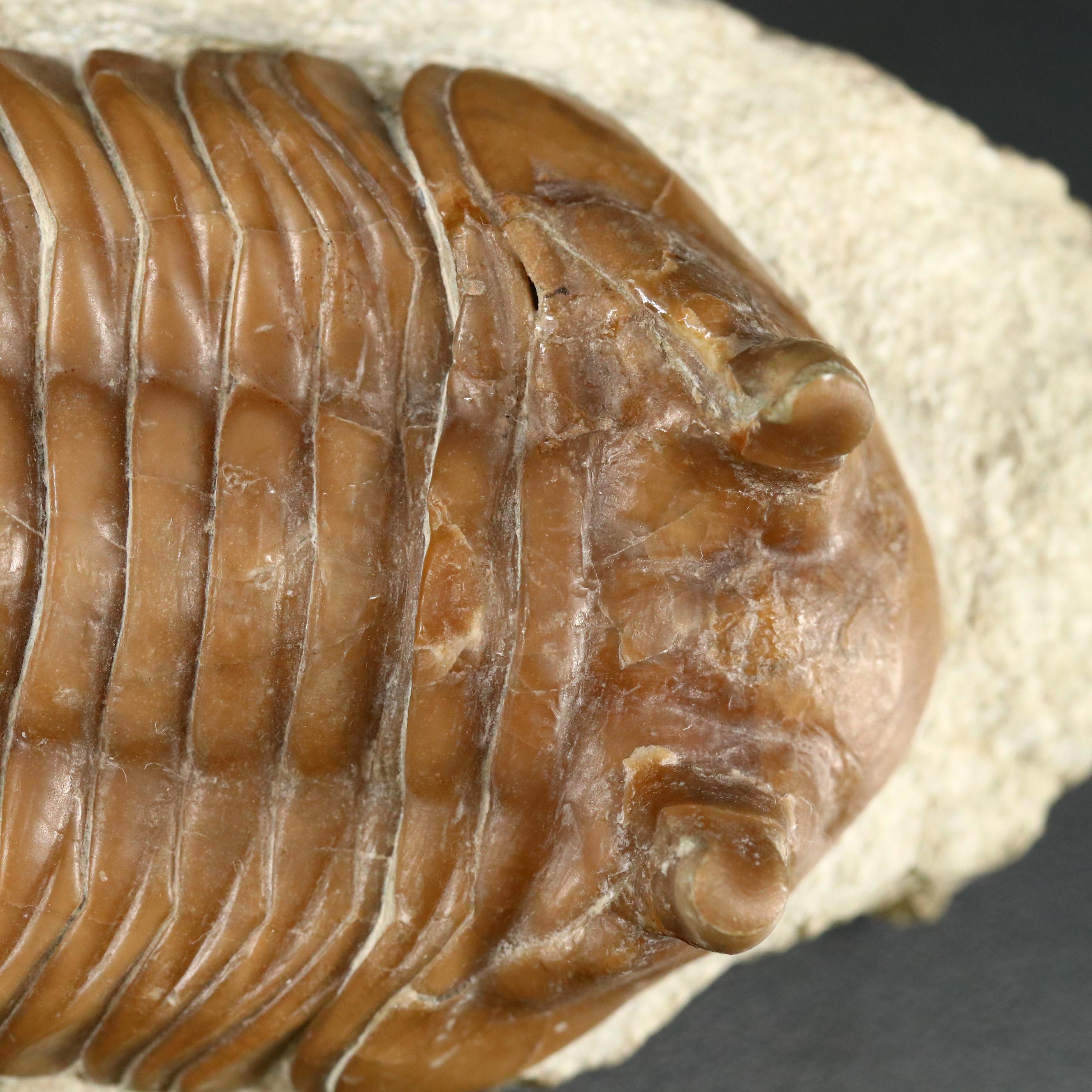 Fossilized Trilobite, Neoasaphus Cornutus, Mid Ordovician Age