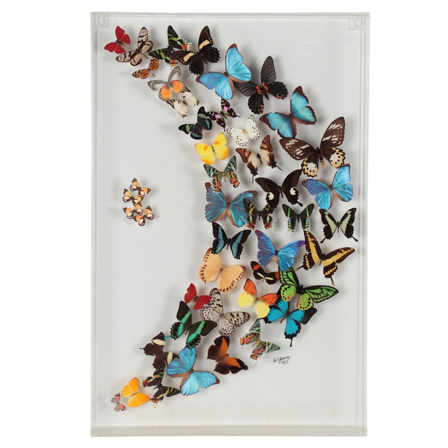 De Young Butterfly Specimens Display in Acrylic Case, 1997