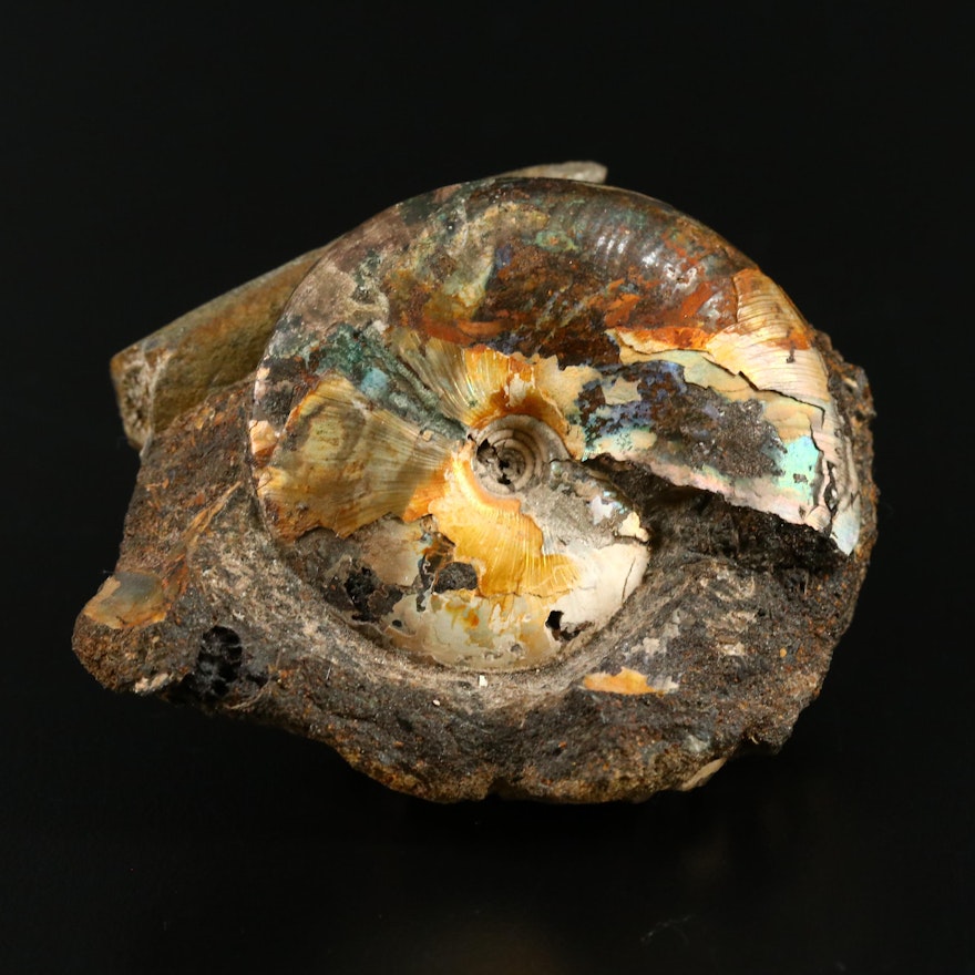 Iridescent Fossilized Ammonite with Belemnite Rostrum, Late Cretaceous