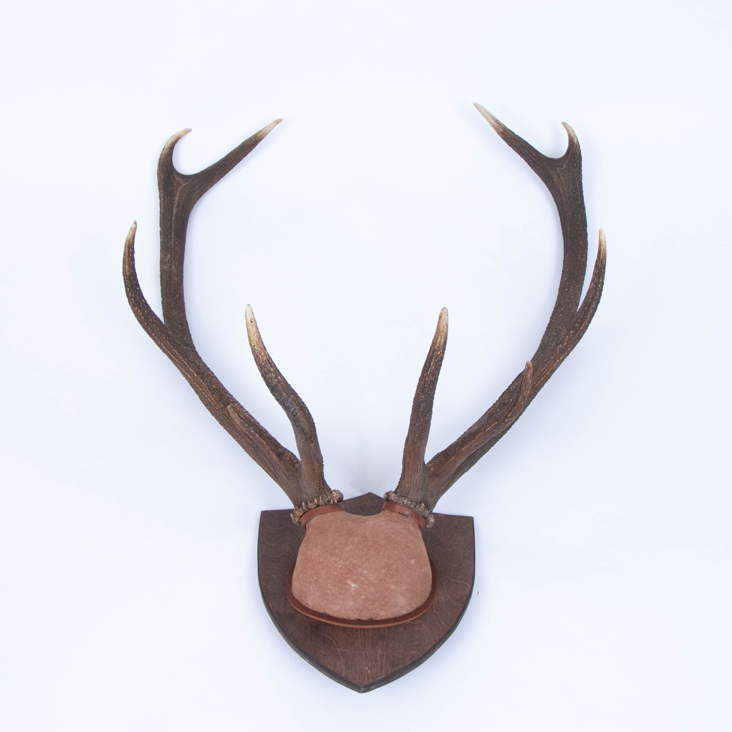 Ten-Point Elk Antler Skull Cap Mount, Mid-20th C