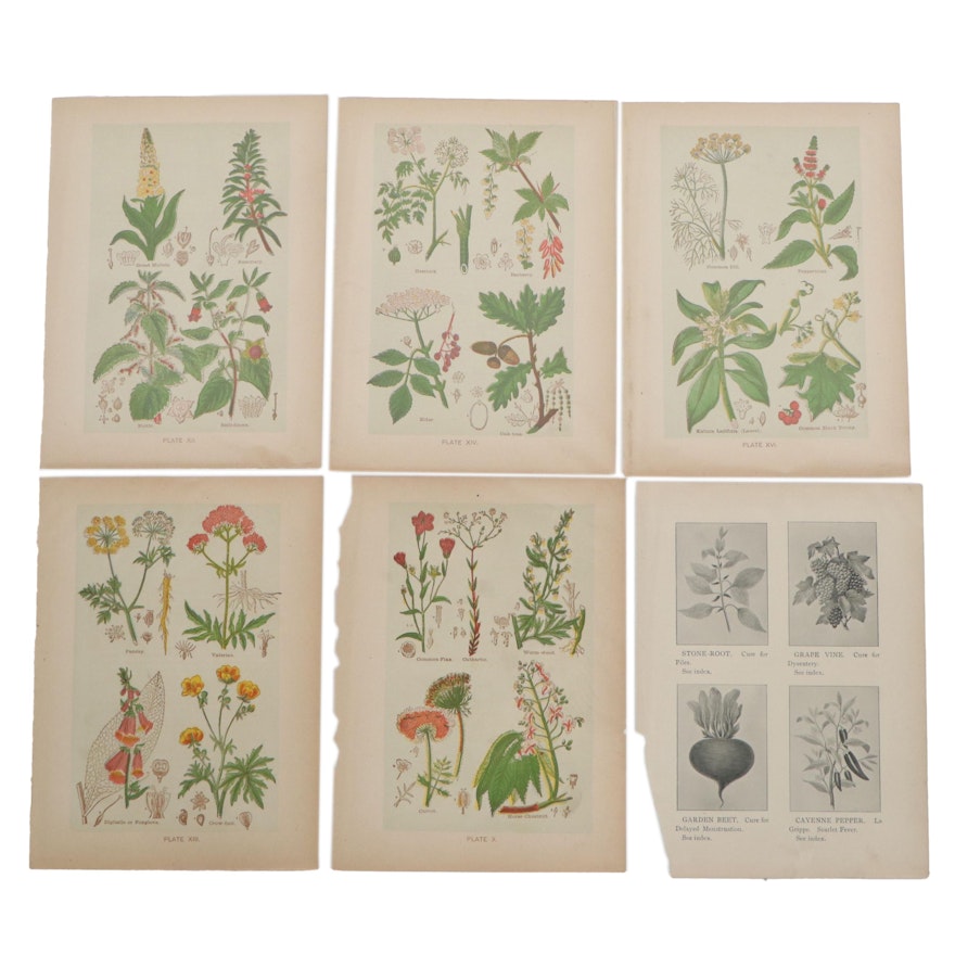 Color Lithographs from Henry Monsun's "The Book of Health," circa 1900