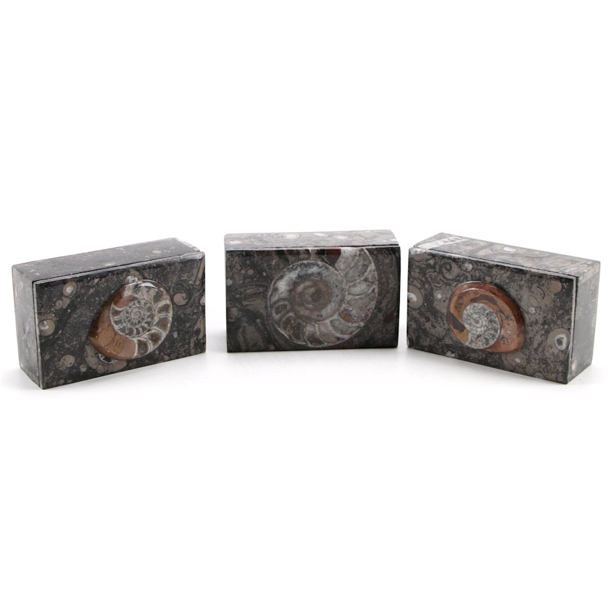 Composite Moroccan Orthoceras and Ammonoid Fossil Stone Boxes