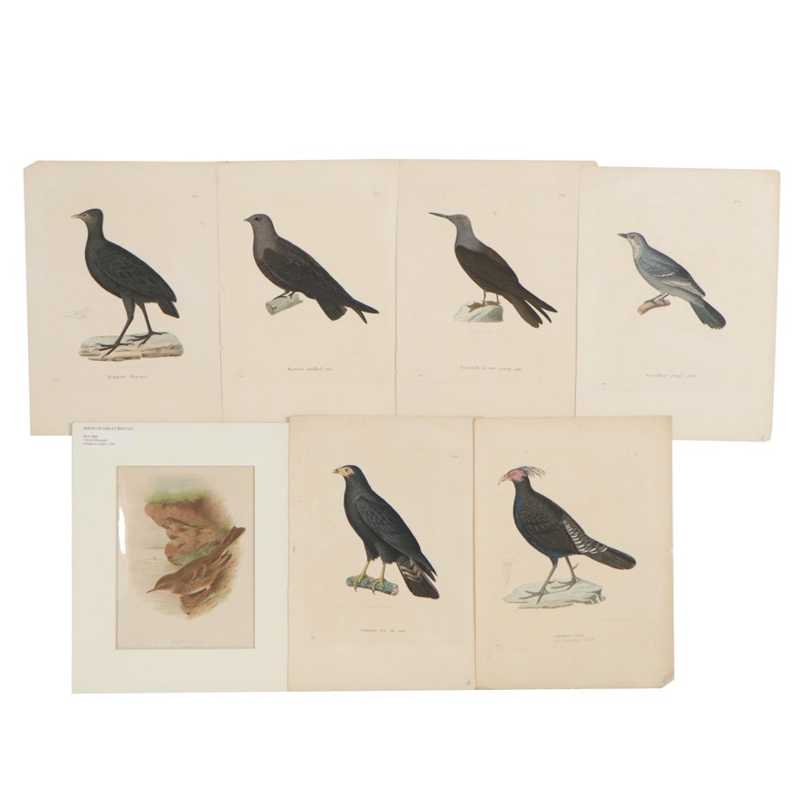 Hand-Colored Engravings and Chromolithograph of Bird Species