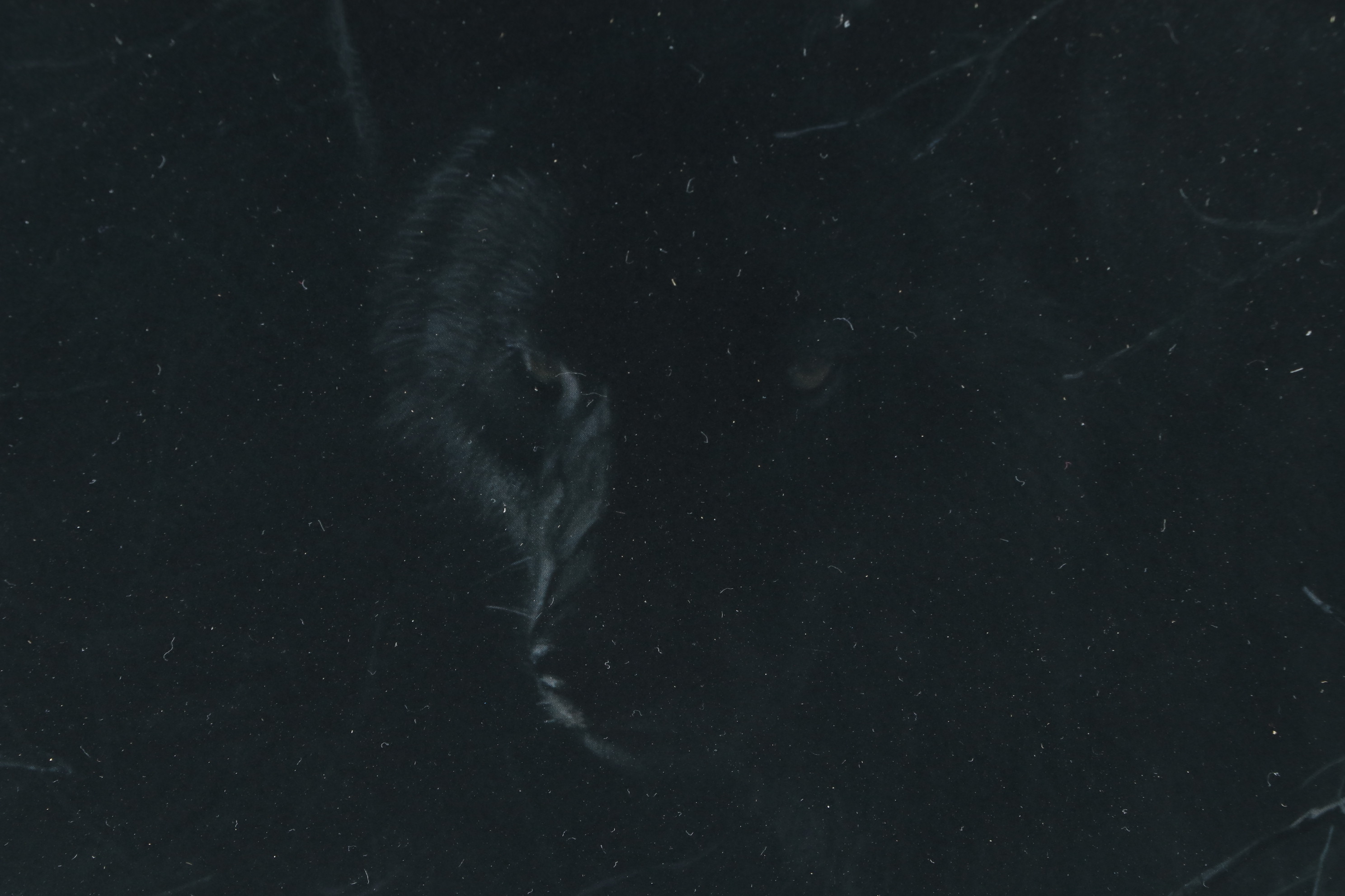 Robert Bateman Offset Lithograph "Midnight - Black Wolf", 1988