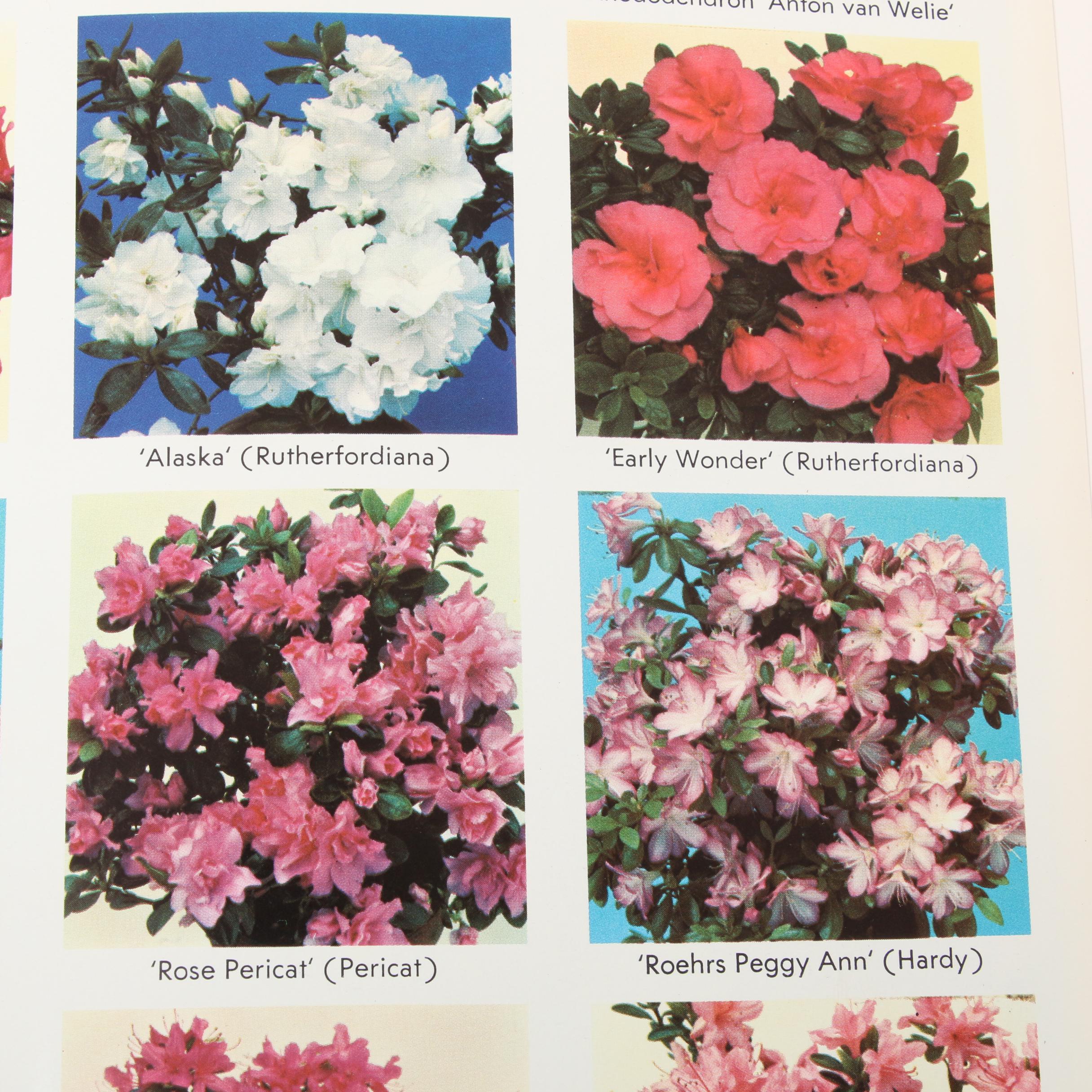 "Exotica: Pictorial Cyclopedia of Exotic Plants," 1963