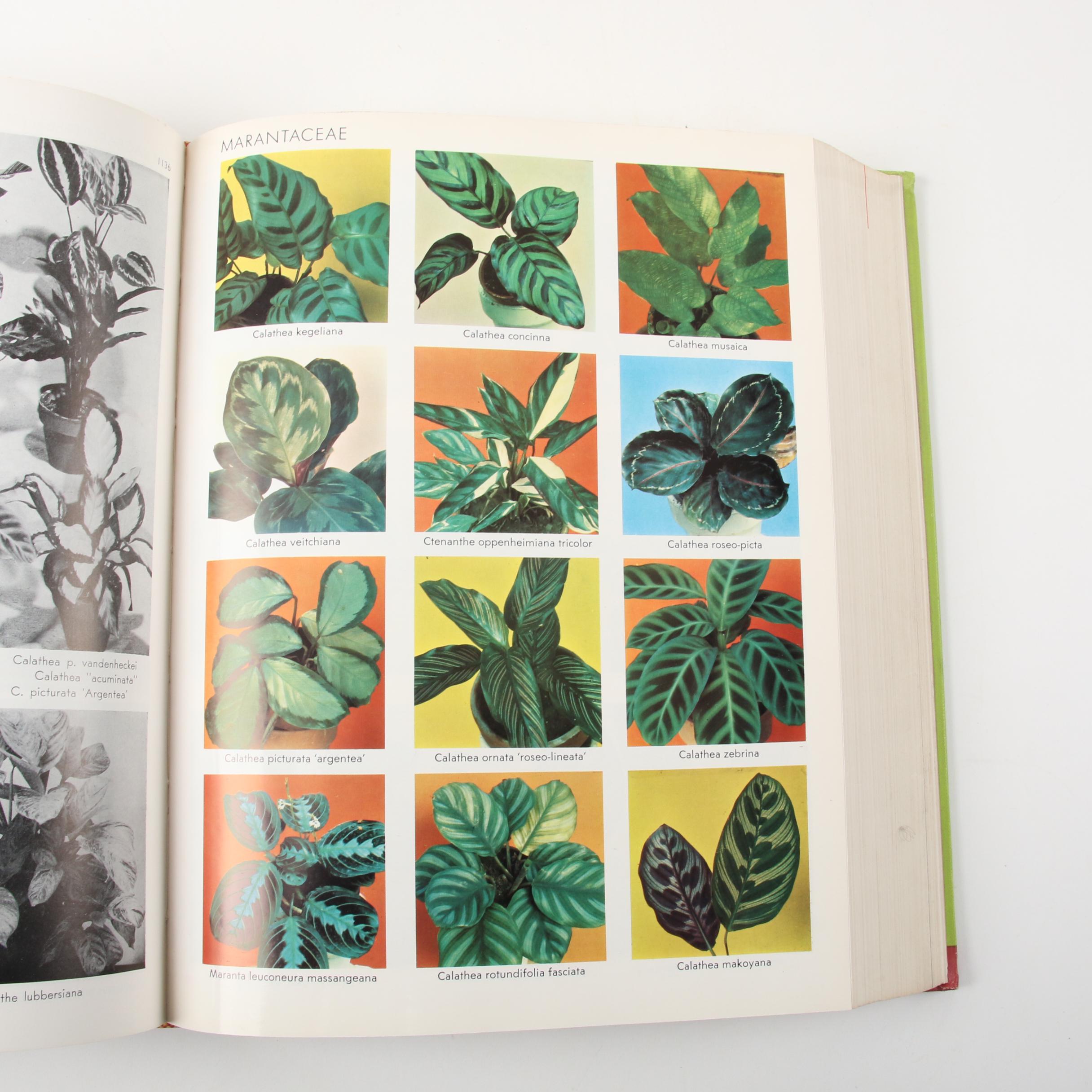 "Exotica: Pictorial Cyclopedia of Exotic Plants," 1963