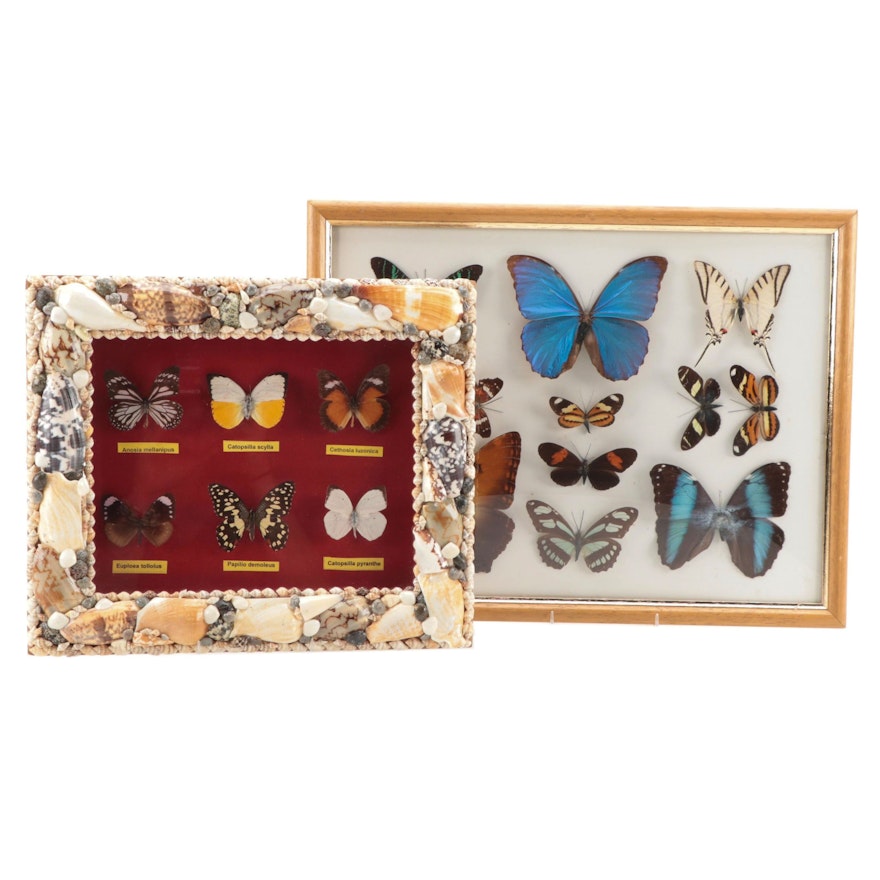 Mounted Butterfly and Moth Specimens in Convex Glass Display and Shadowbox