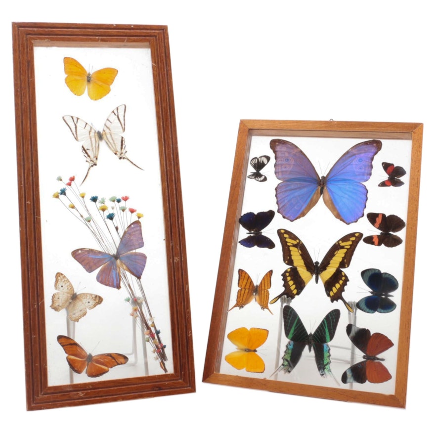 Mounted Butterfly Specimens in Wood Framed Shadowbox Displays