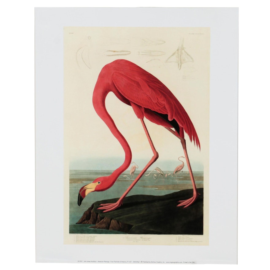 Offset Lithograph After John James Audubon "American Flamingo," 21st Century