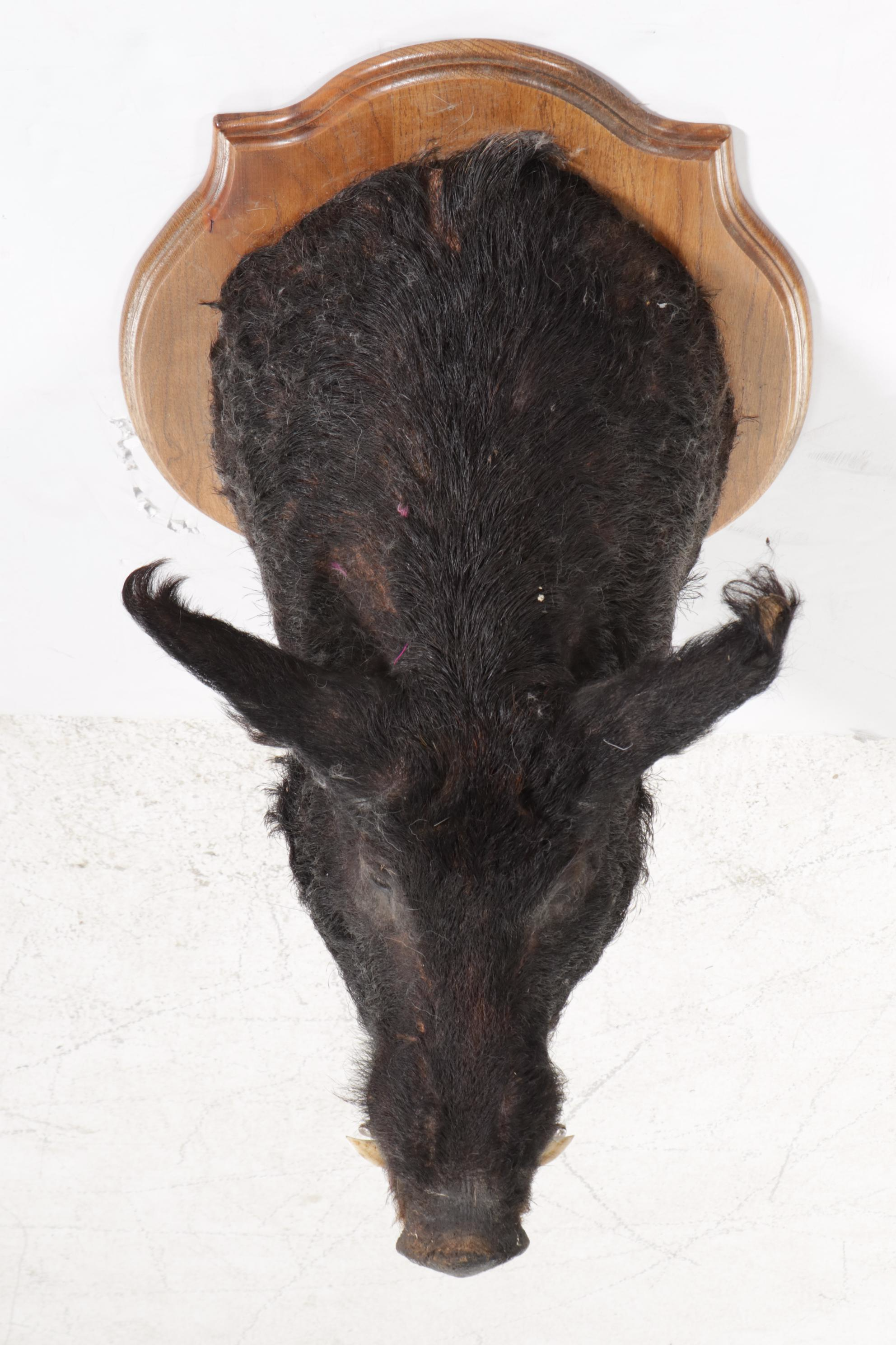 Taxidermy Wild Boar Shoulder Mount