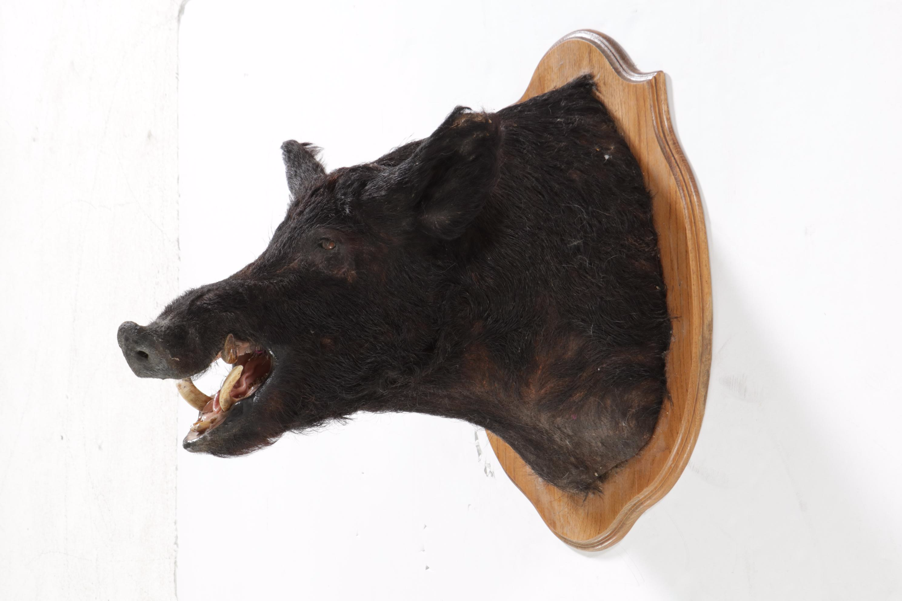 Taxidermy Wild Boar Shoulder Mount
