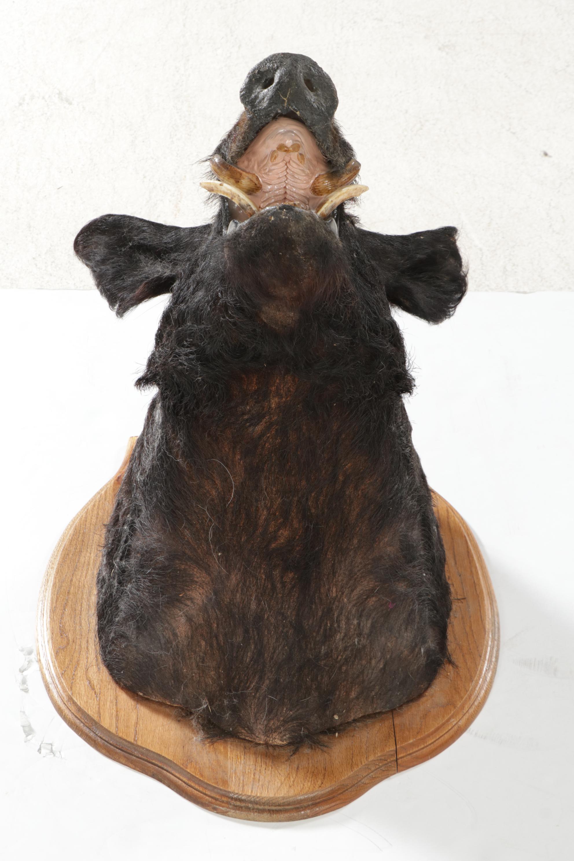 Taxidermy Wild Boar Shoulder Mount