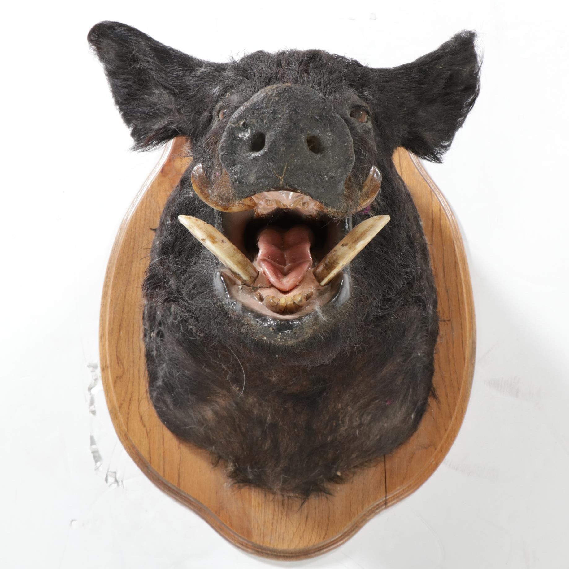 Taxidermy Wild Boar Shoulder Mount