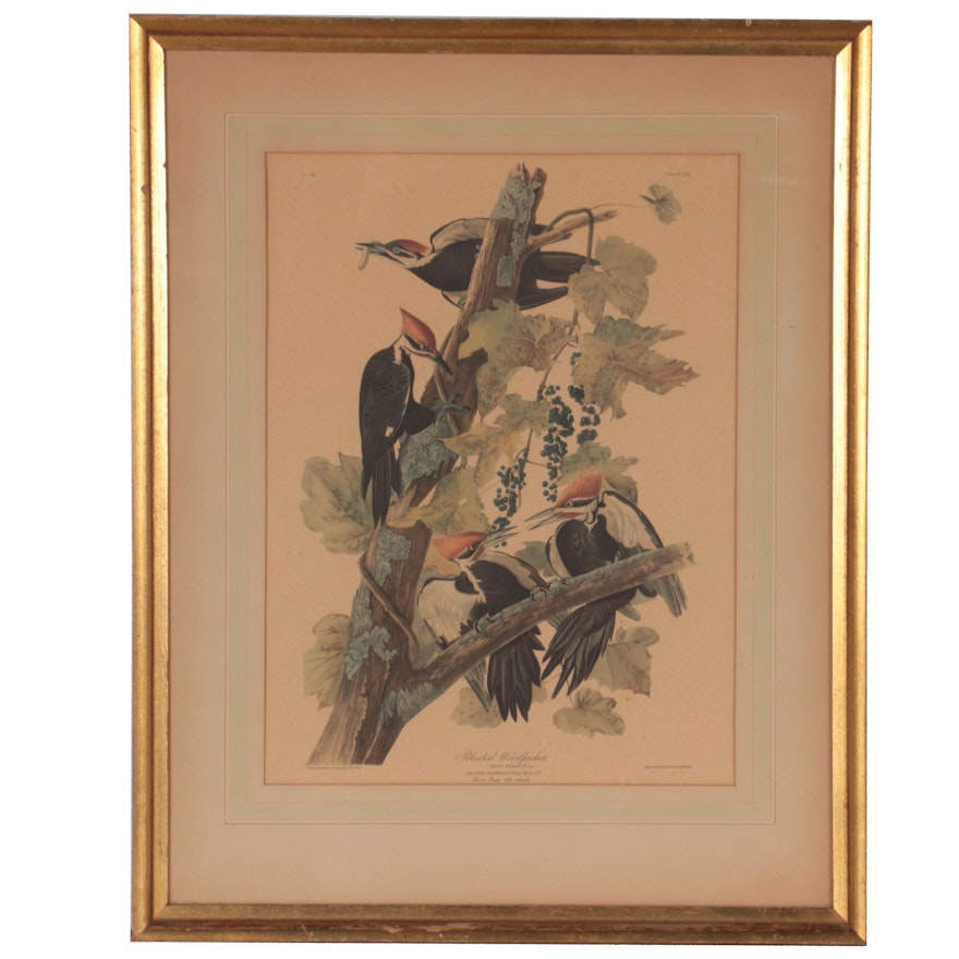 Offset Lithograph After John James Audubon "Pileated Woodpecker"