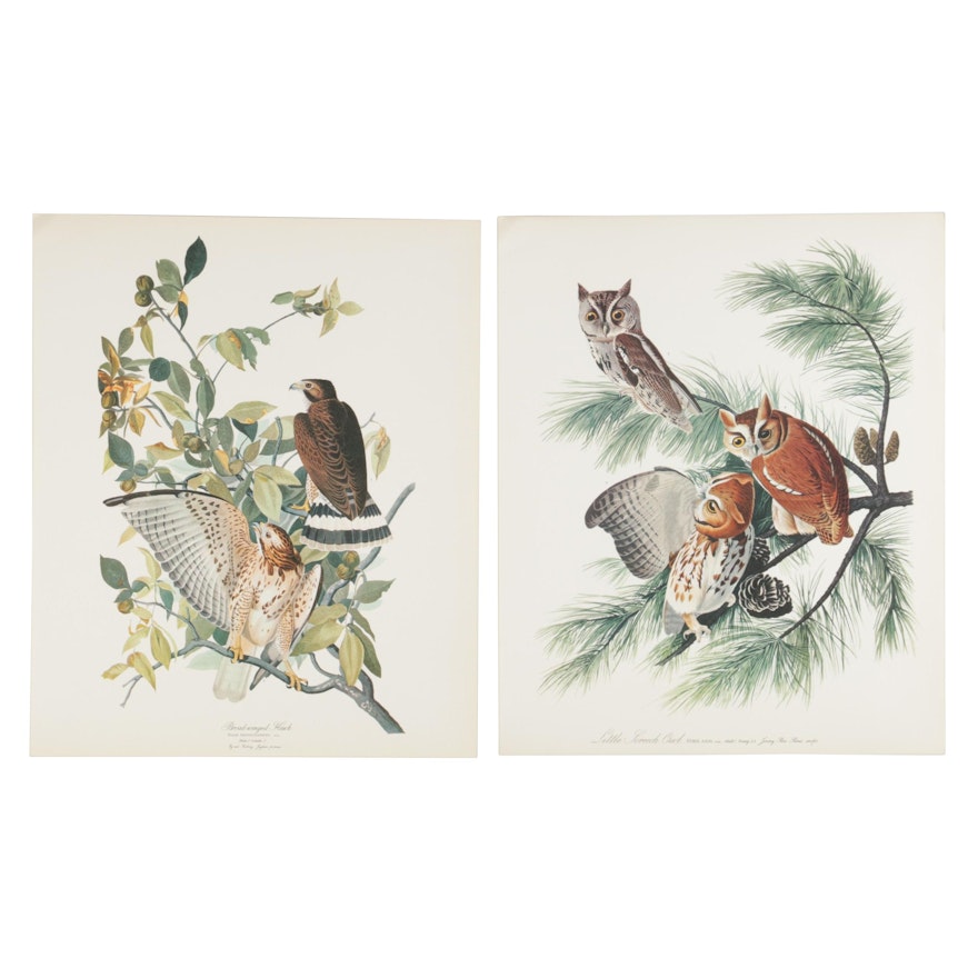 Birds of Prey Offset Lithographs After John James Audubon, 1964