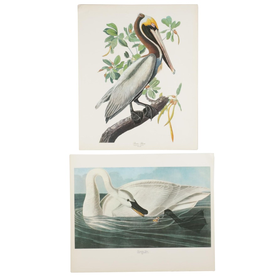 Offset Lithographs After J. J. Audubon "Brown Pelican" and "Trumpeter Swan"