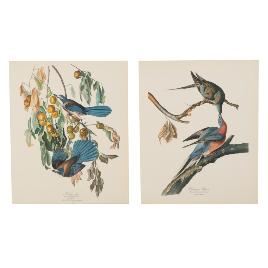 Wildlife Offset Lithographs After John James Audubon, 1964