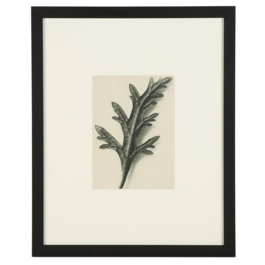 Karl Blossfeldt Botanical Photogravure "Homestead Purple," 1936