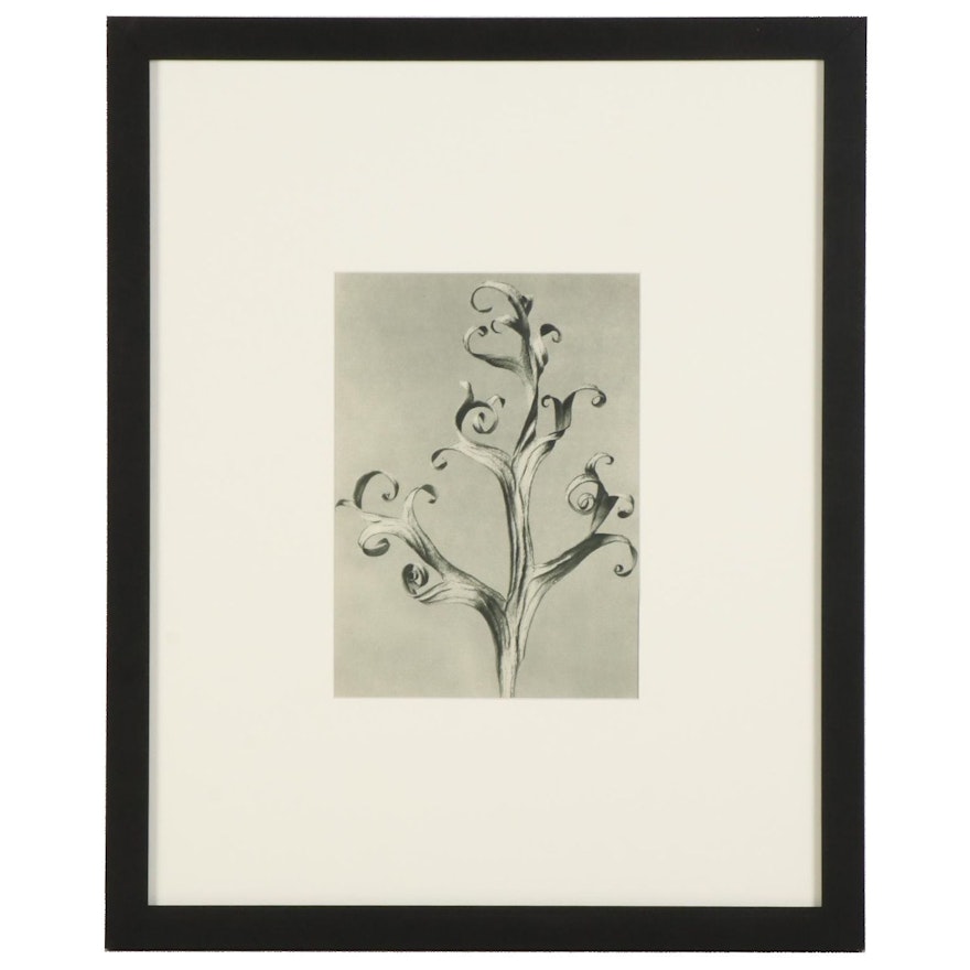 Karl Blossfeldt Botanical Photogravure "Larkspur," 1936