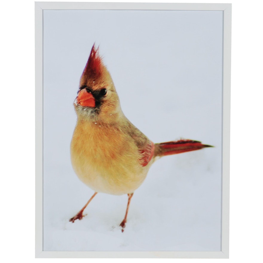 Digital Photographic Print of Cardinal Bird After MingTa Li, 21st Century