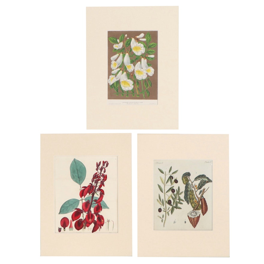 Botanical Etchings and Lithograph, 19th Century
