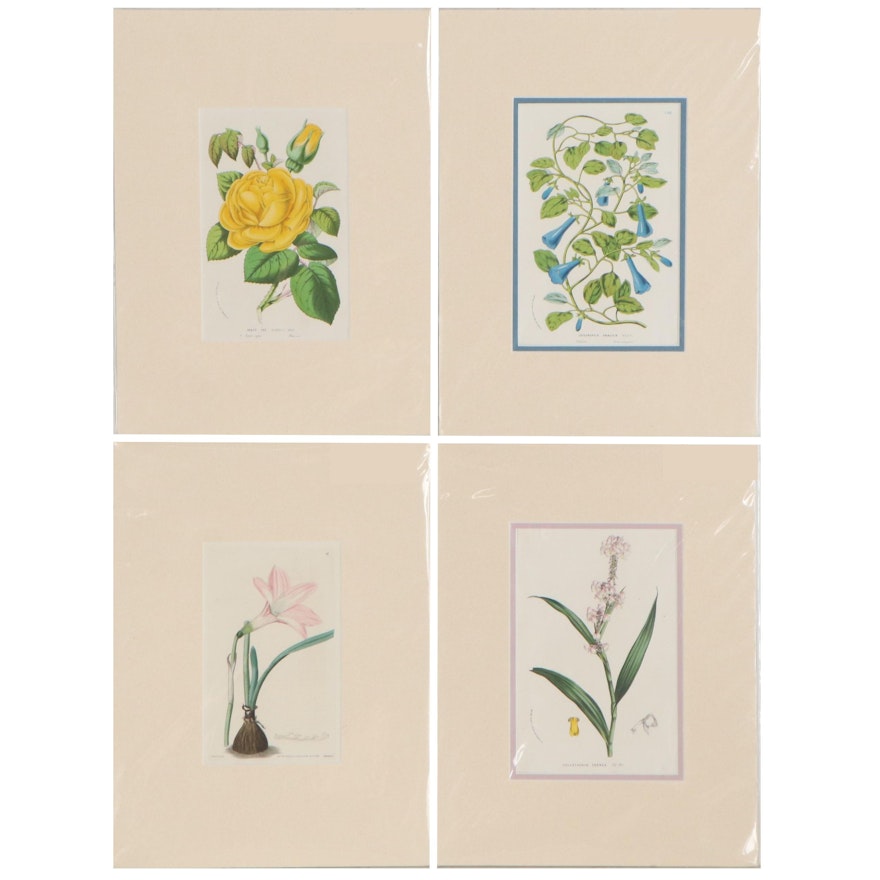 Botanical Etching and Louis Van Houtte Botanical Lithographs, Mid-19th Century