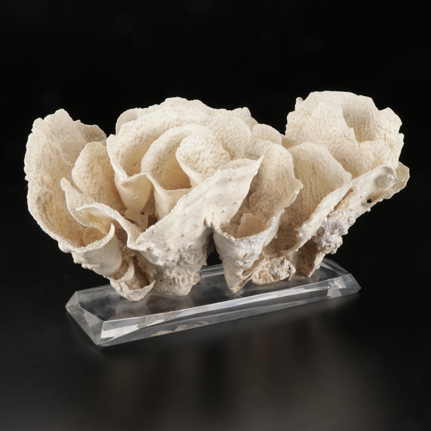 Two Fossil Coral Specimens on Acrylic Base