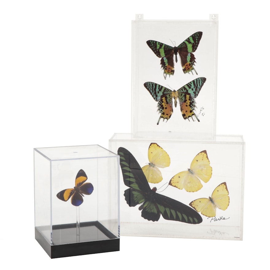 Mounted Taxidermy Butterfly and Moth Specimens in Acrylic Displays