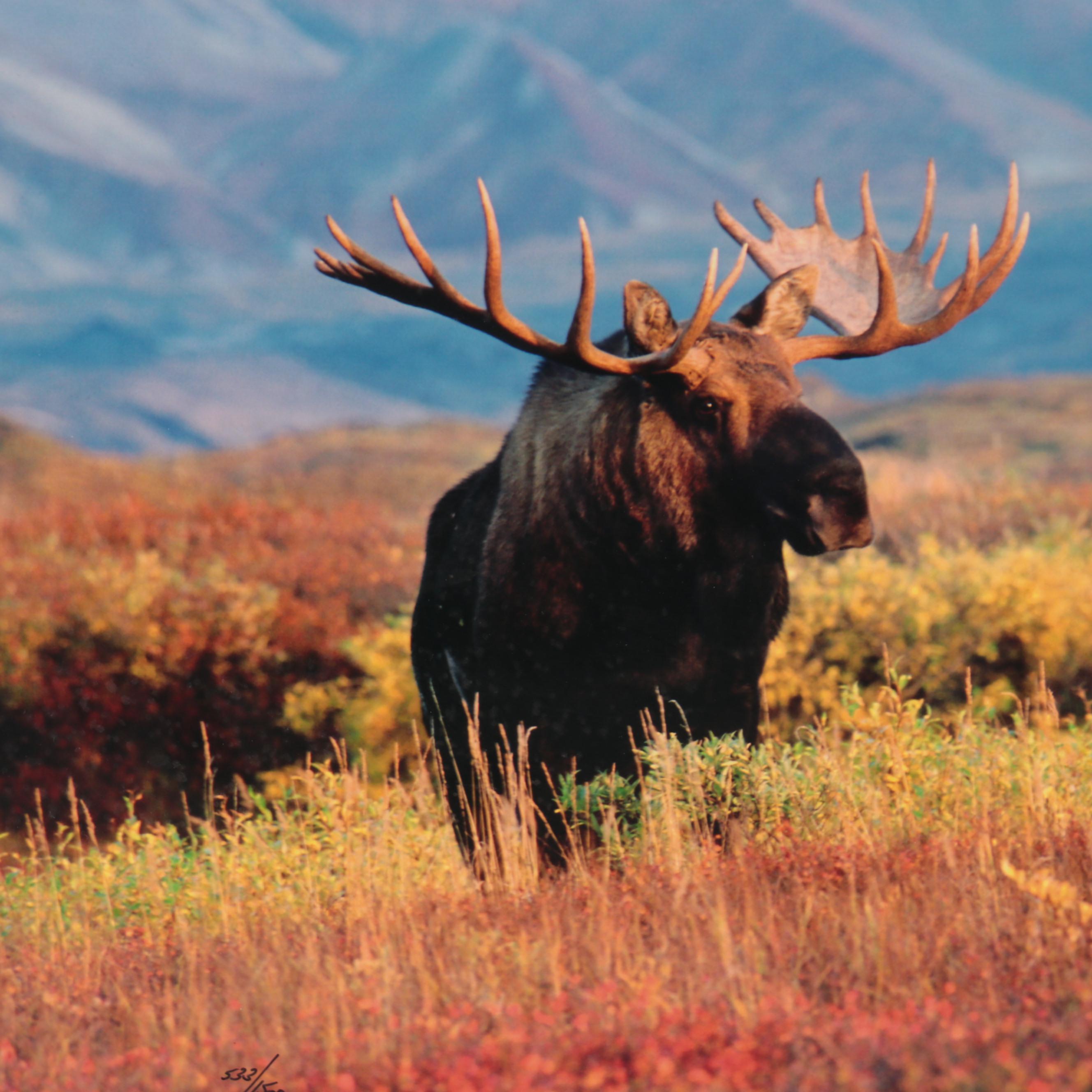 Thomas D. Mangelsen Wildlife Giclées of Bear and Moose