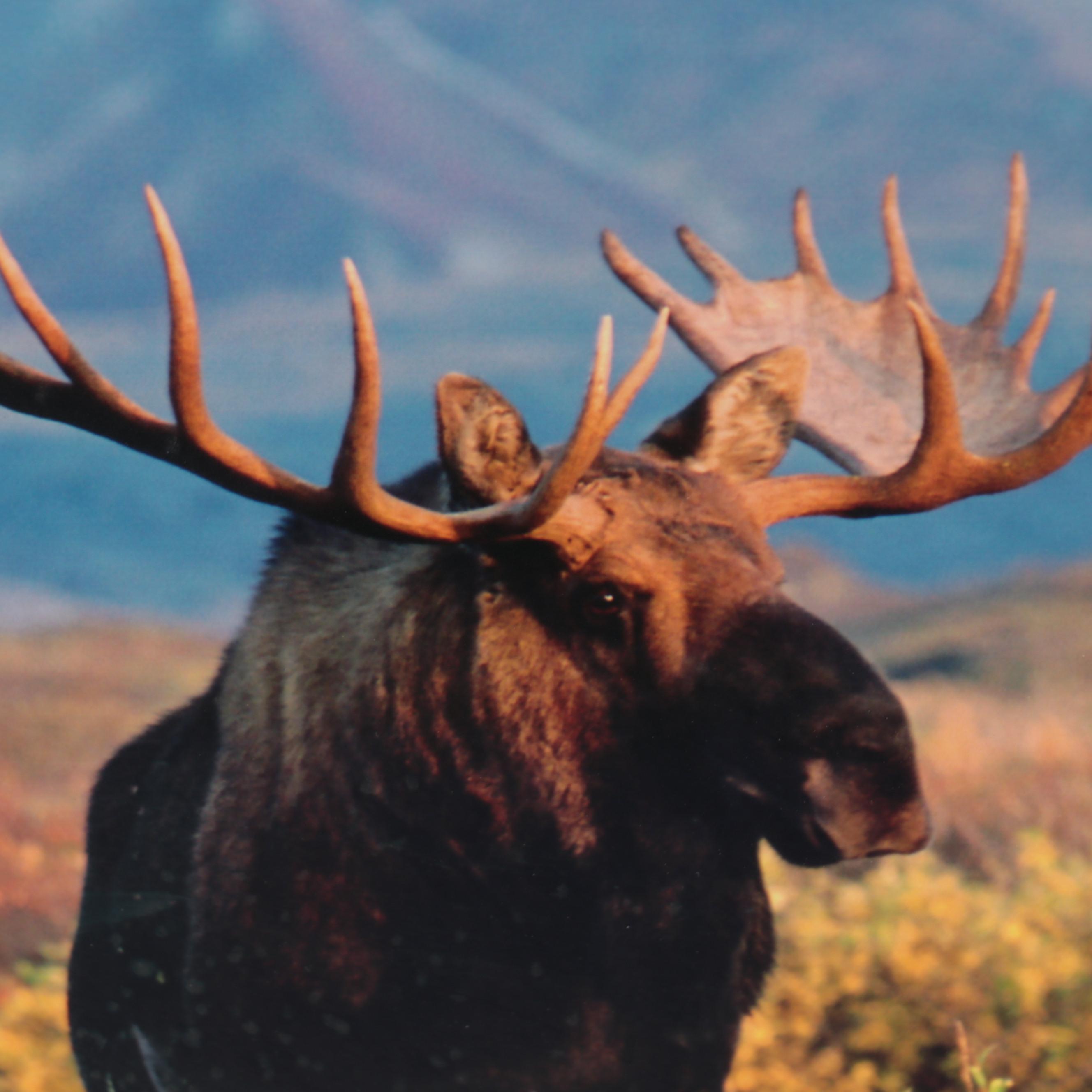 Thomas D. Mangelsen Wildlife Giclées of Bear and Moose