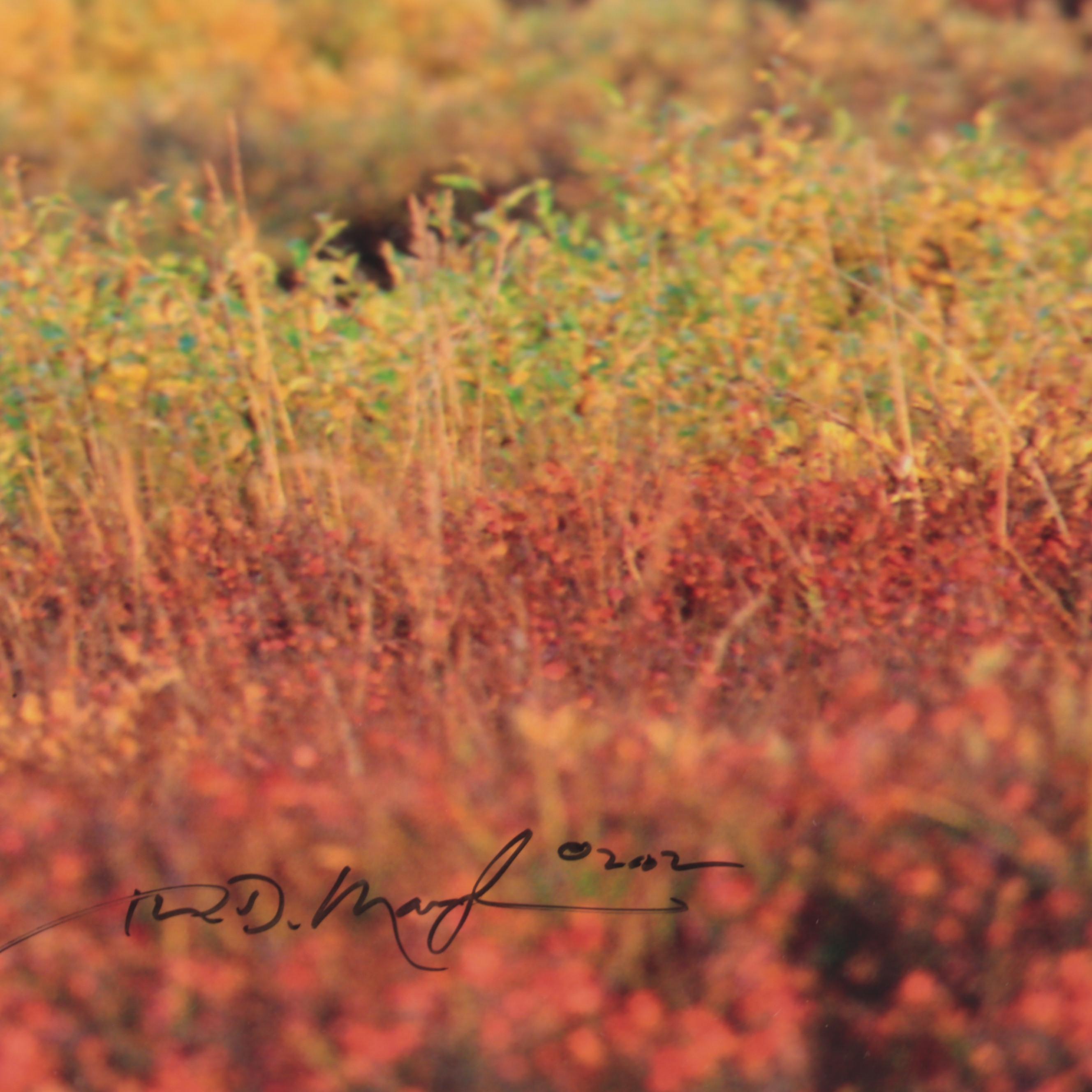 Thomas D. Mangelsen Wildlife Giclées of Bear and Moose