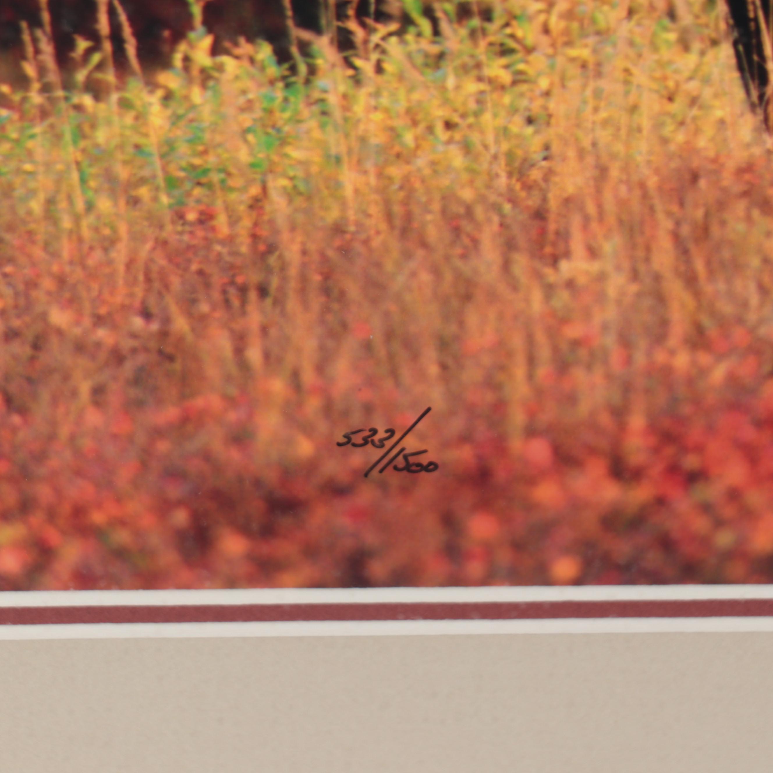 Thomas D. Mangelsen Wildlife Giclées of Bear and Moose