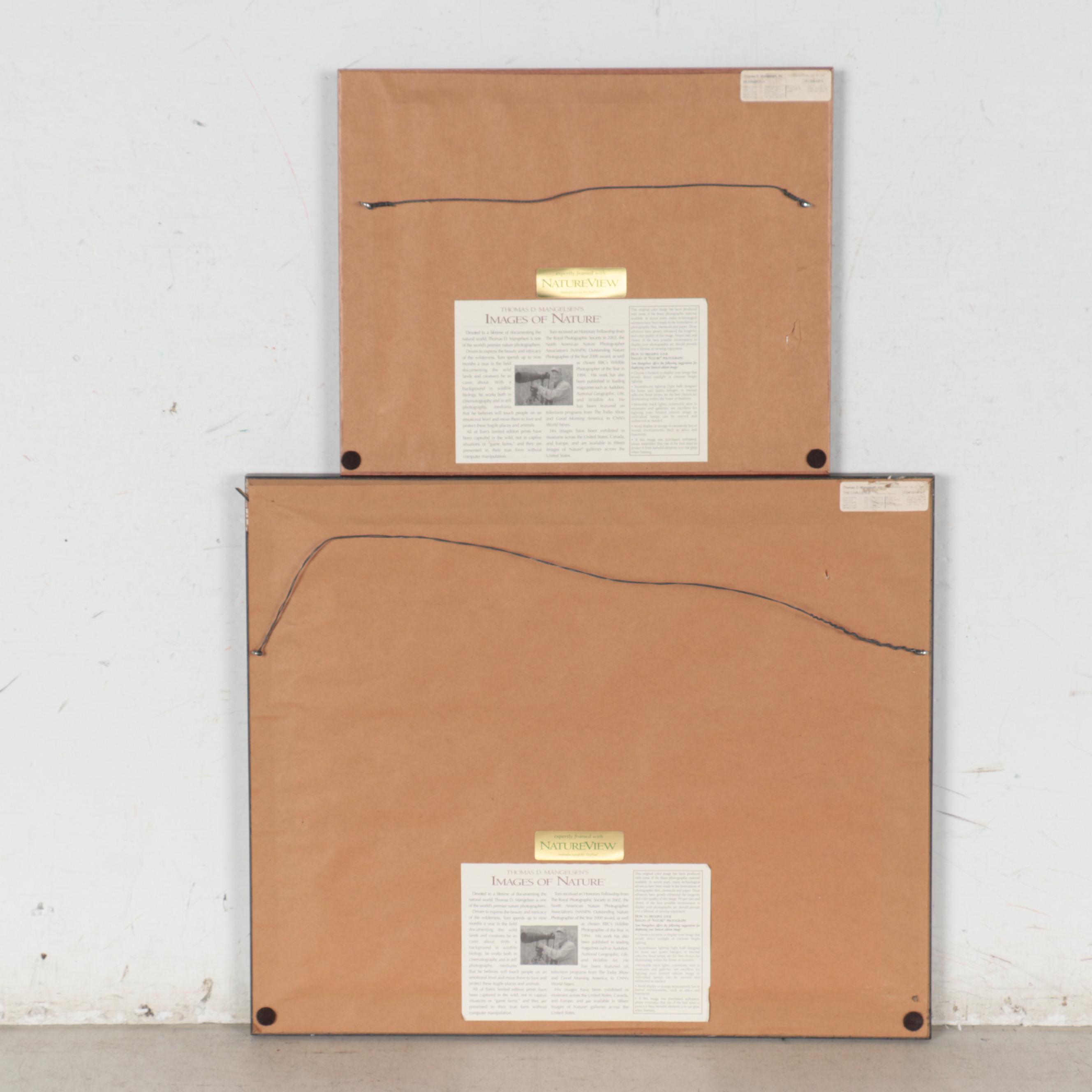 Thomas D. Mangelsen Wildlife Giclées of Bear and Moose