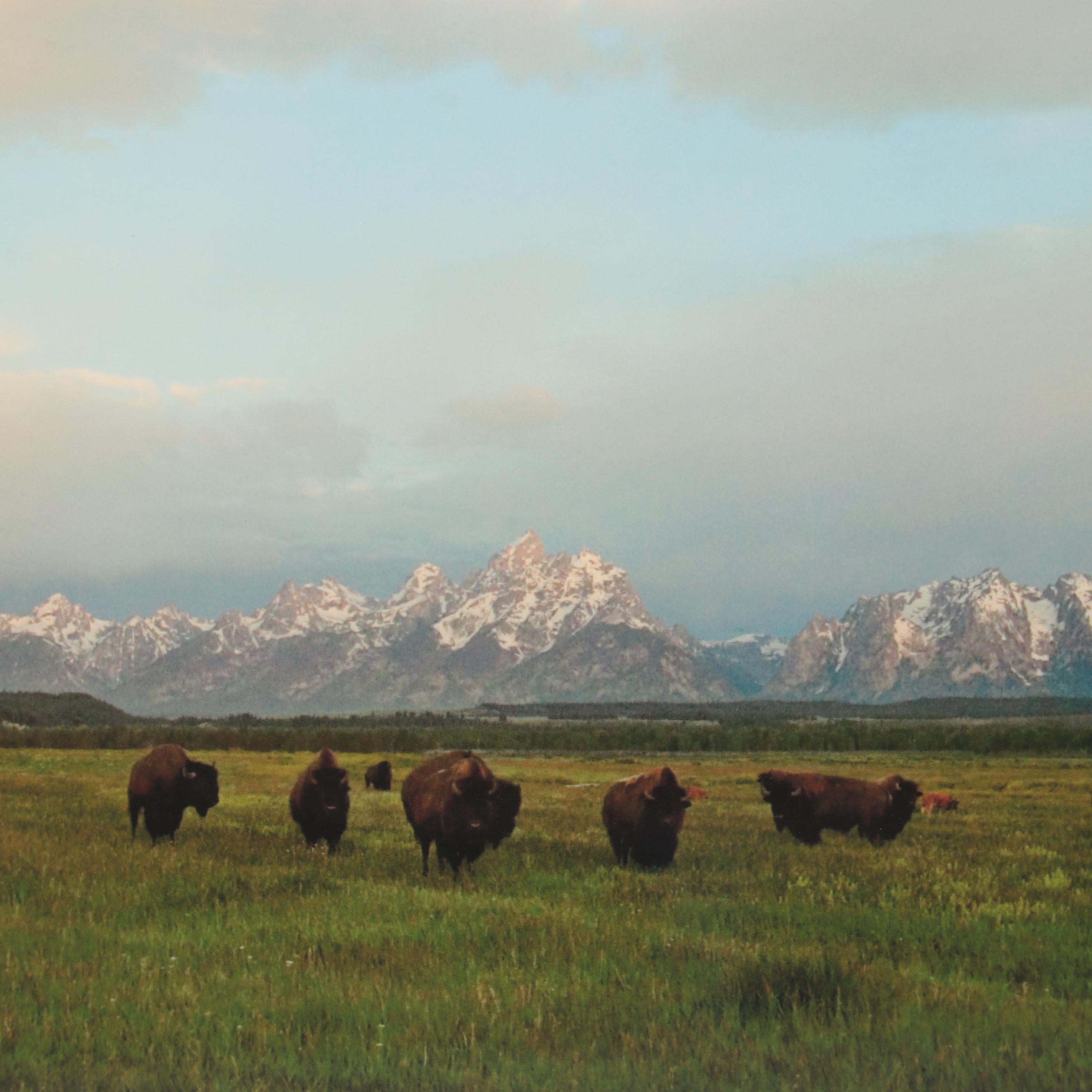 Thomas D. Mangelsen Landscape Giclée of Bison, 2001