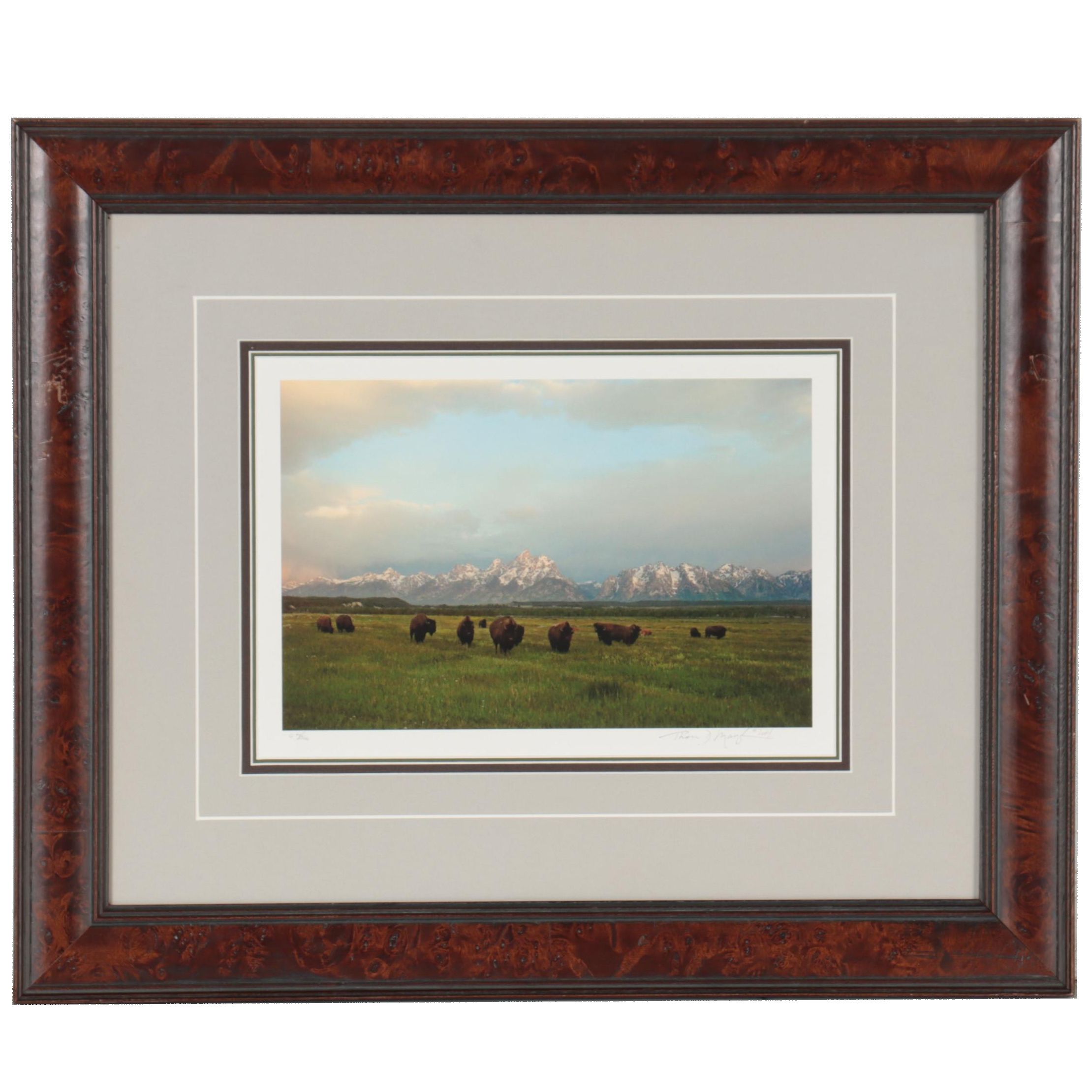 Thomas D. Mangelsen Landscape Giclée of Bison, 2001