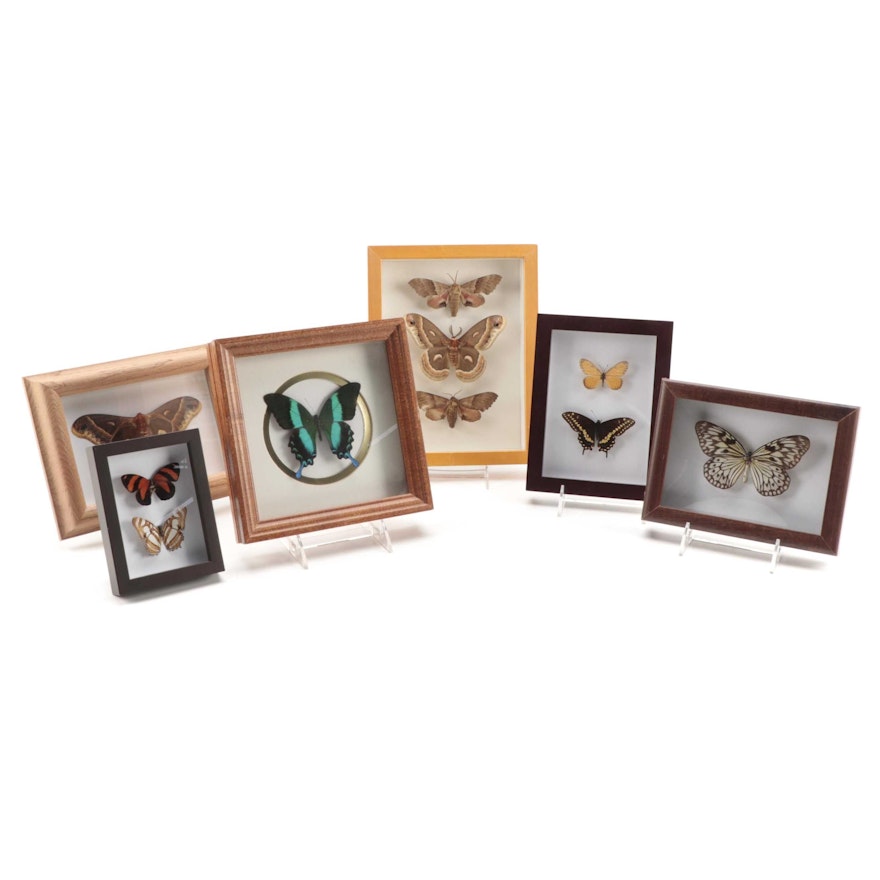 Taxidermy Butterfly and Moth Specimens in Shadow Box Display Frames