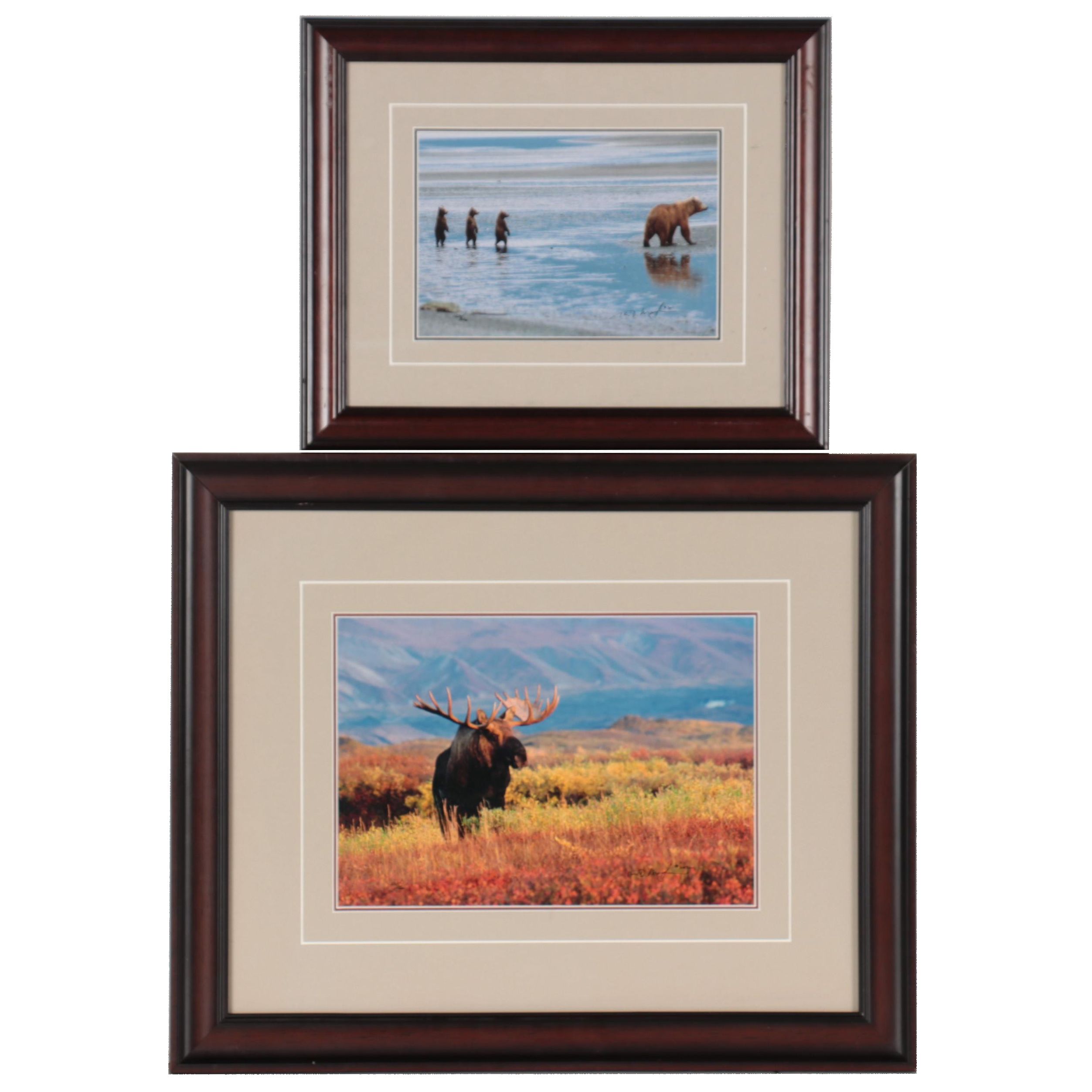 Thomas D. Mangelsen Wildlife Giclées of Bear and Moose