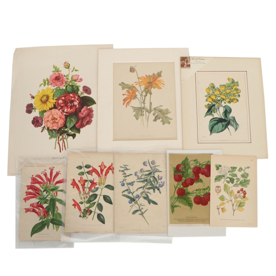 Botanical Lithographs, Circa 1900