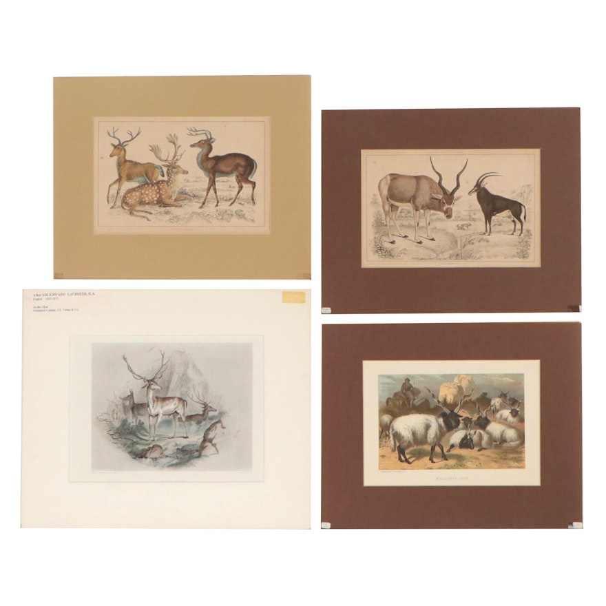 Hand-Colored Lithographs of Horned Animals, Late 19th-Mid 20th Century