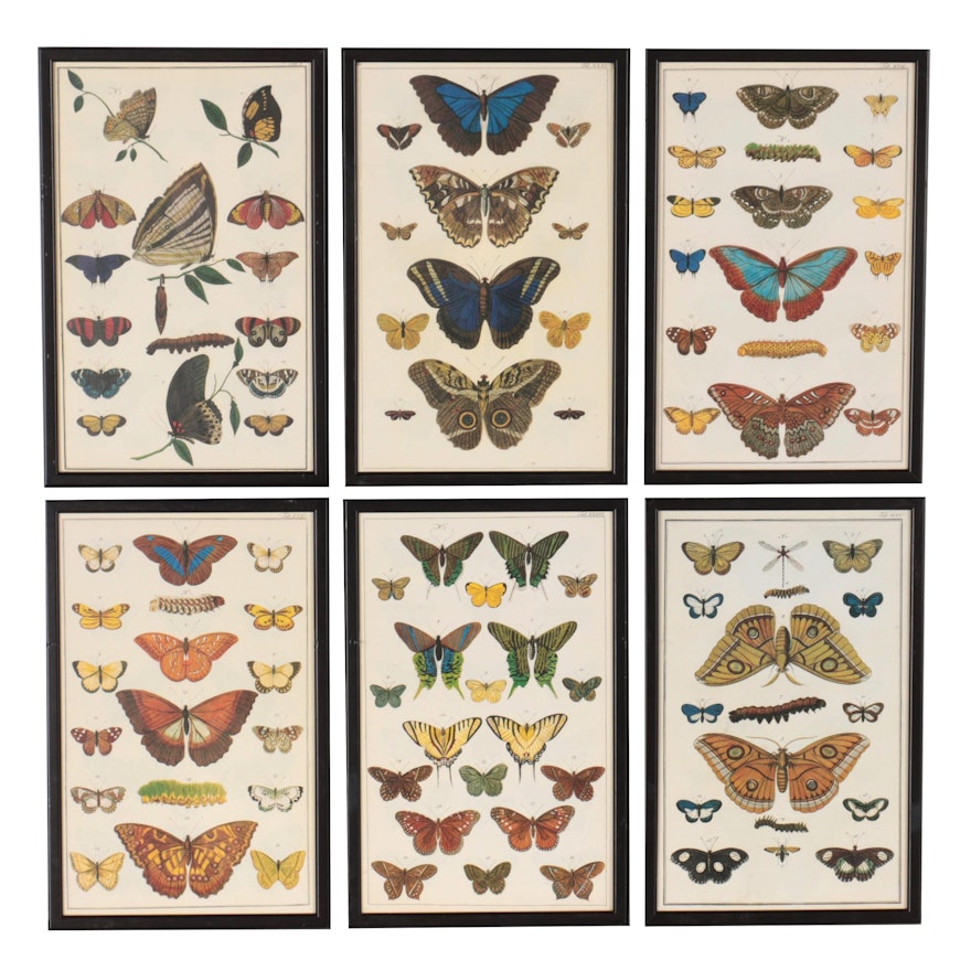 Offset Lithographs of Butterflies and Moths, Late 20th Century