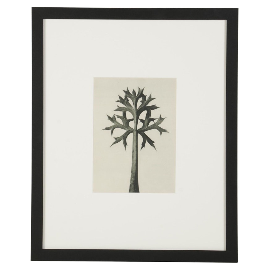 Botanical Photogravure After Karl Blossfeldt "Mediterranean Sea Holly," 1936