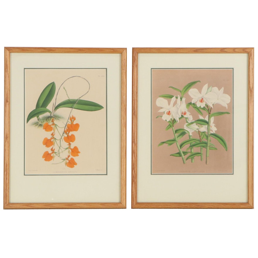John Nugent Fitch Hand-Colored Lithographs of Orchids, Circa 1882