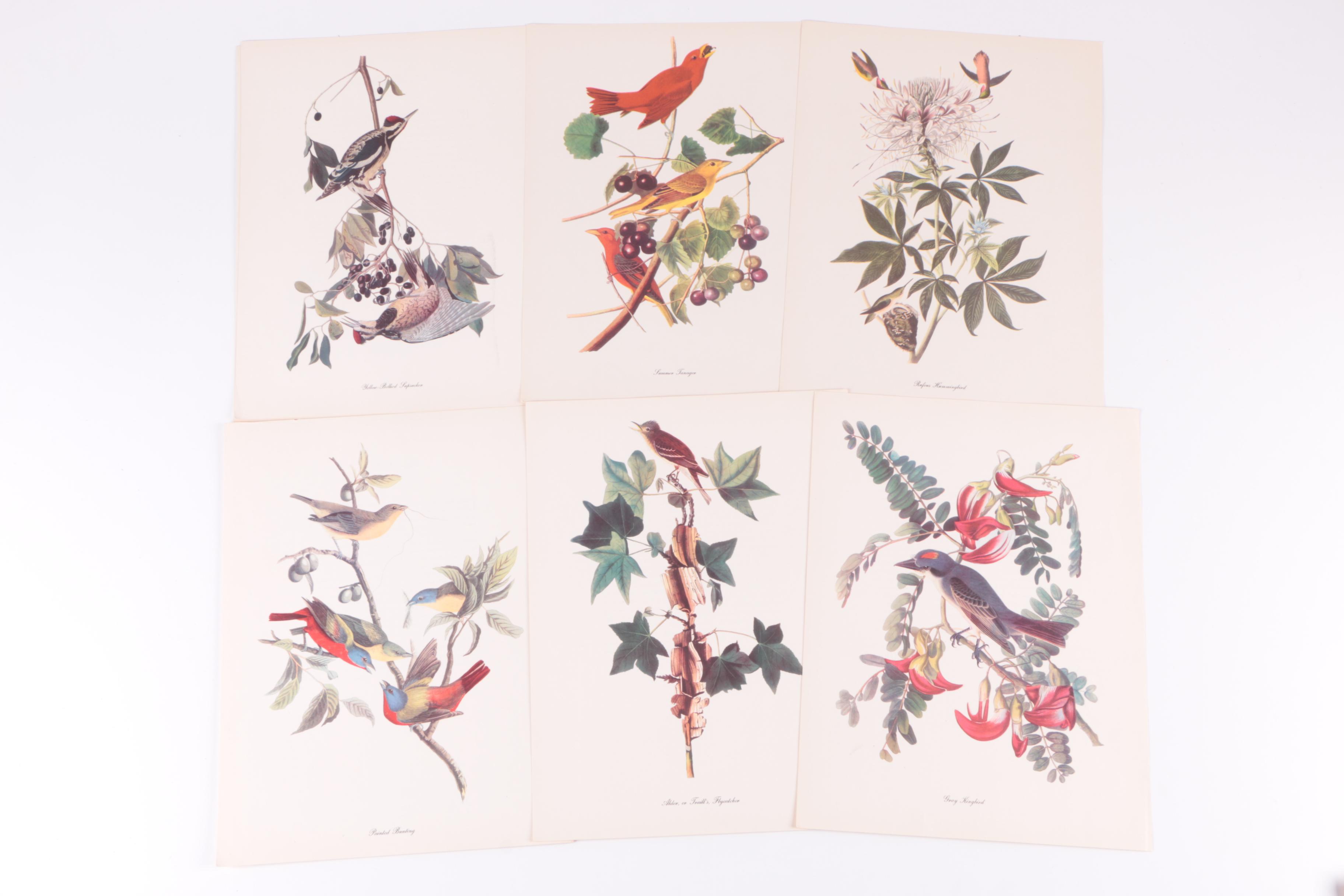 John James Audubon "Birds of America" Print Collection, Mid-20th Century
