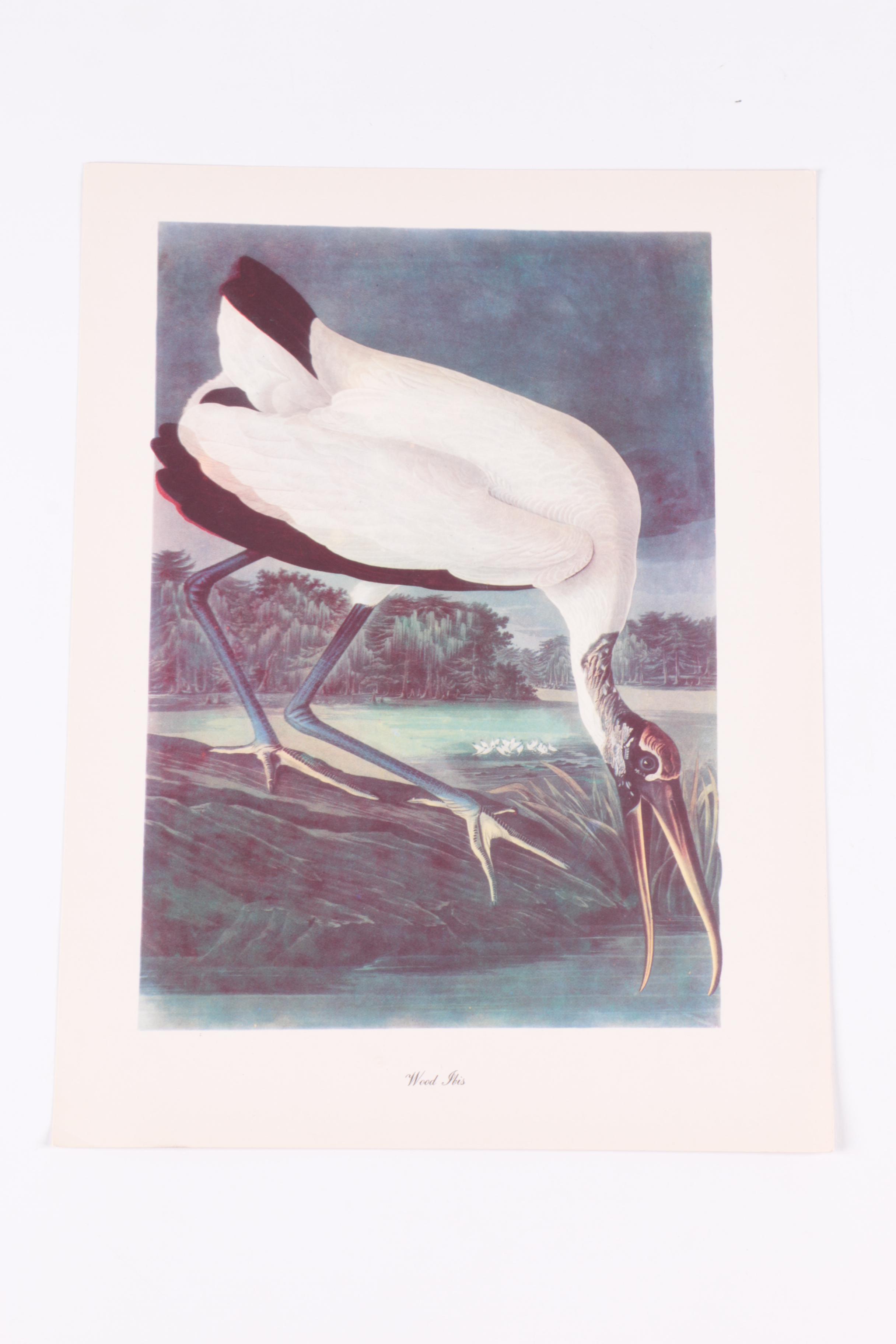 John James Audubon "Birds of America" Print Collection, Mid-20th Century