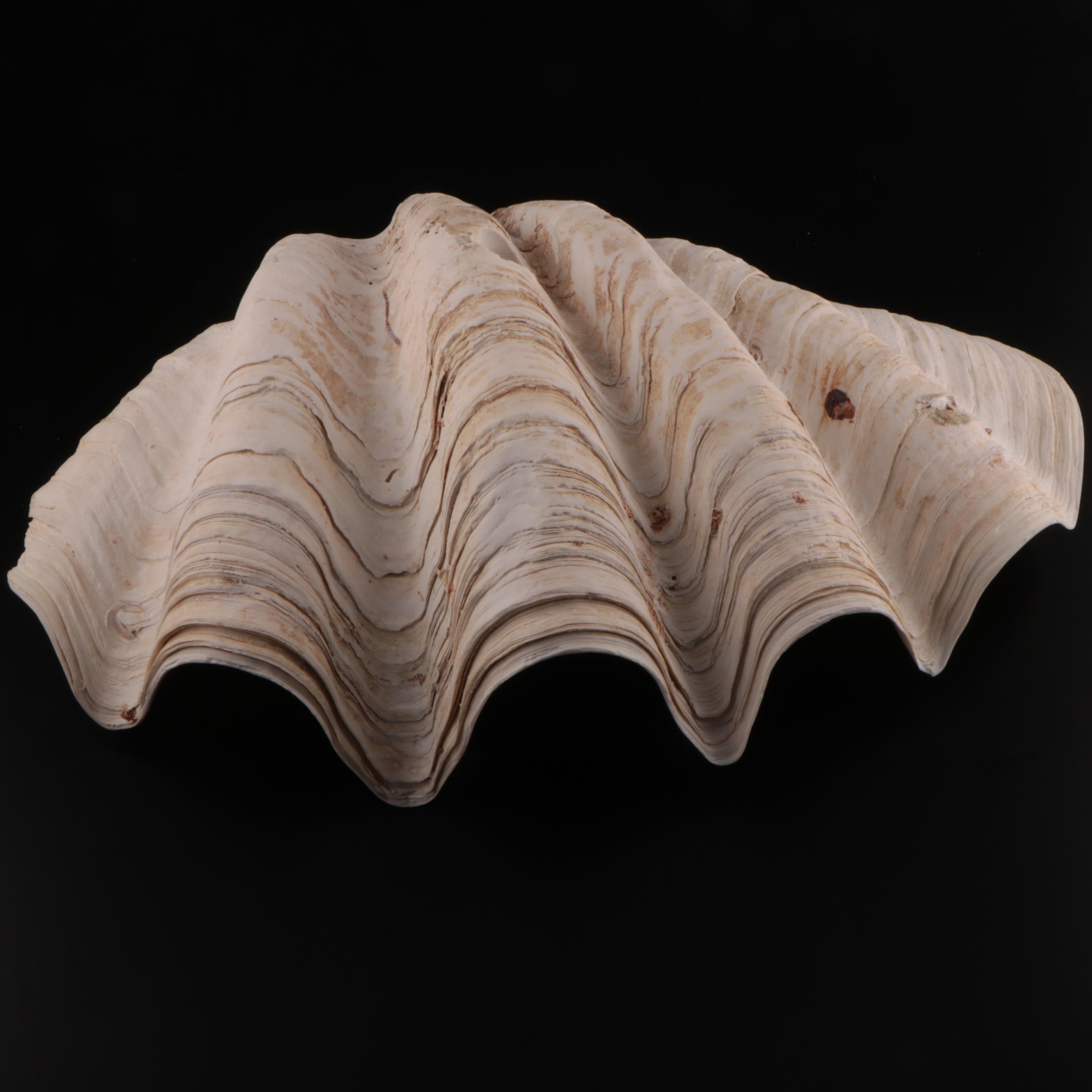 Natural Giant Clamshell Vessel Sink