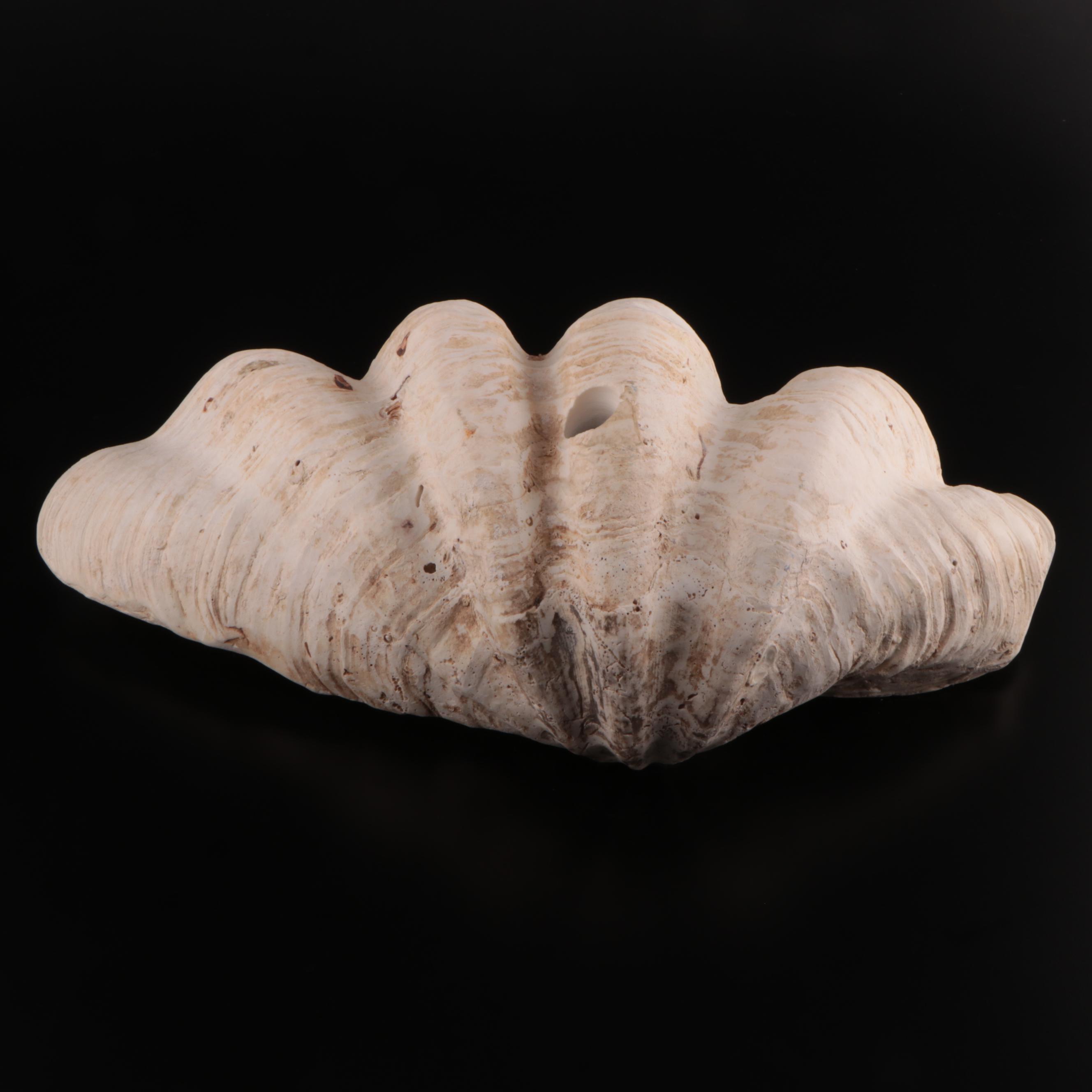 Natural Giant Clamshell Vessel Sink