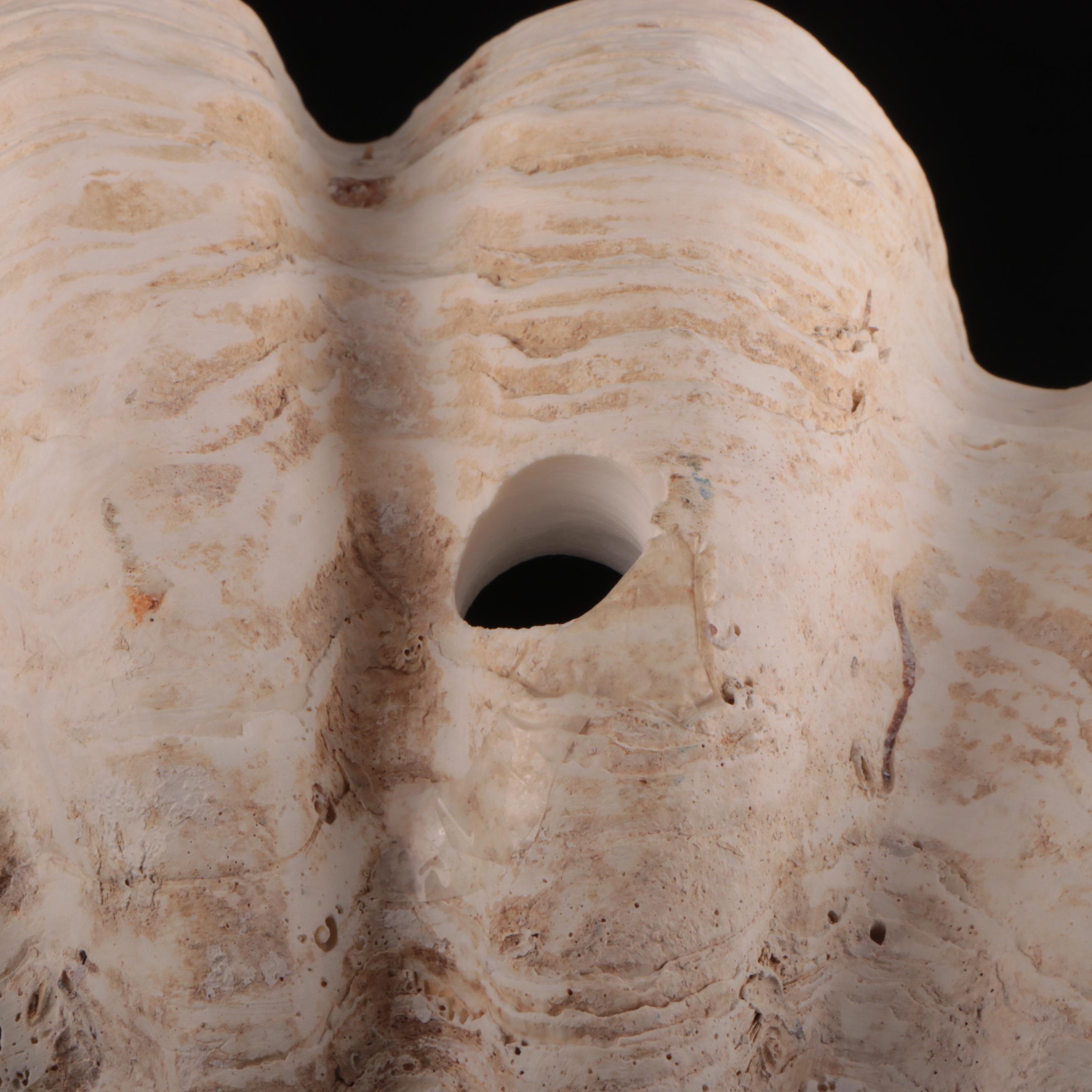 Natural Giant Clamshell Vessel Sink