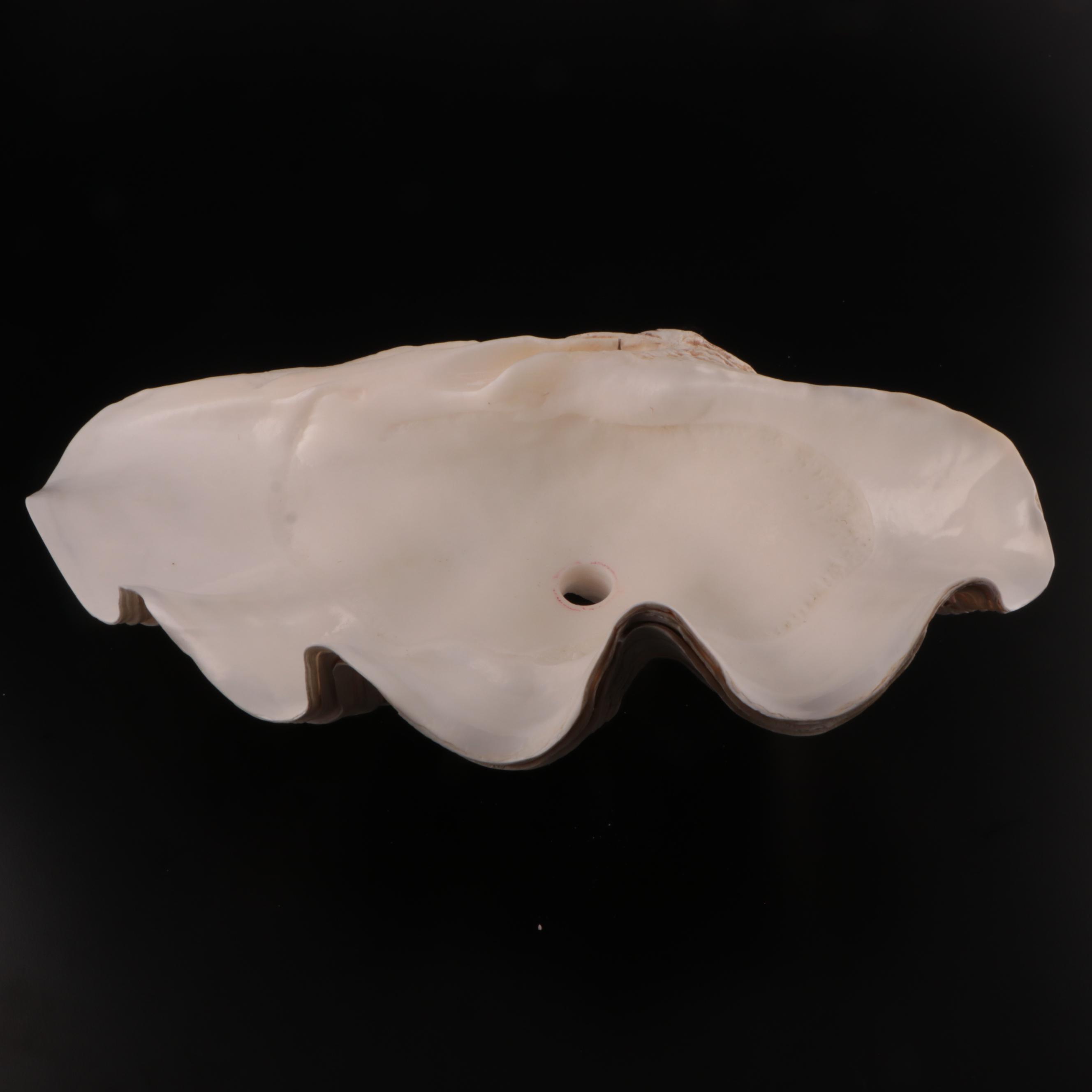 Natural Giant Clamshell Vessel Sink